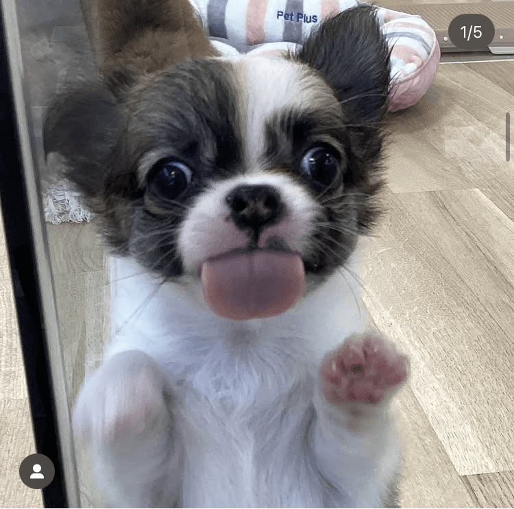 ふう