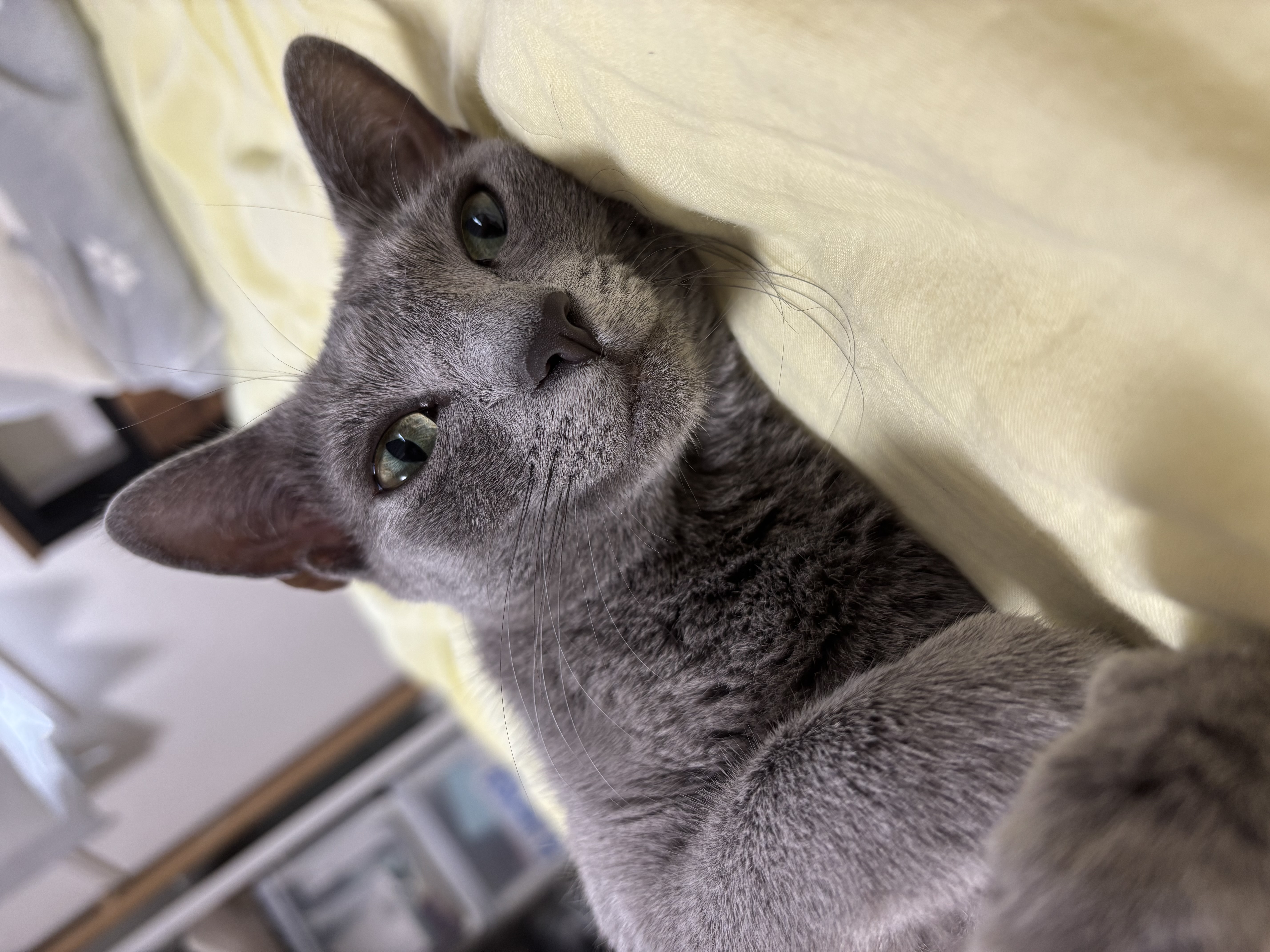 ノア