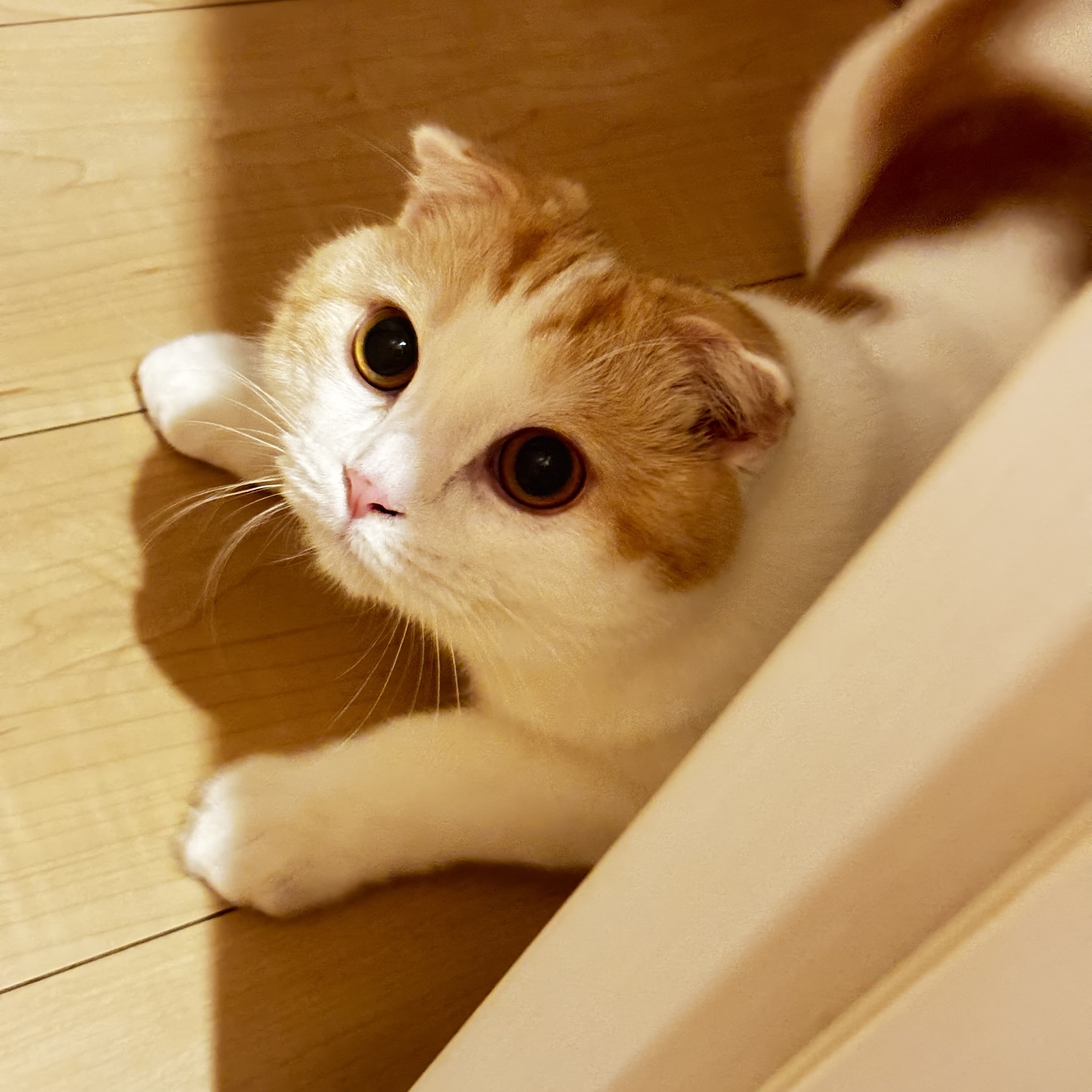 パピ