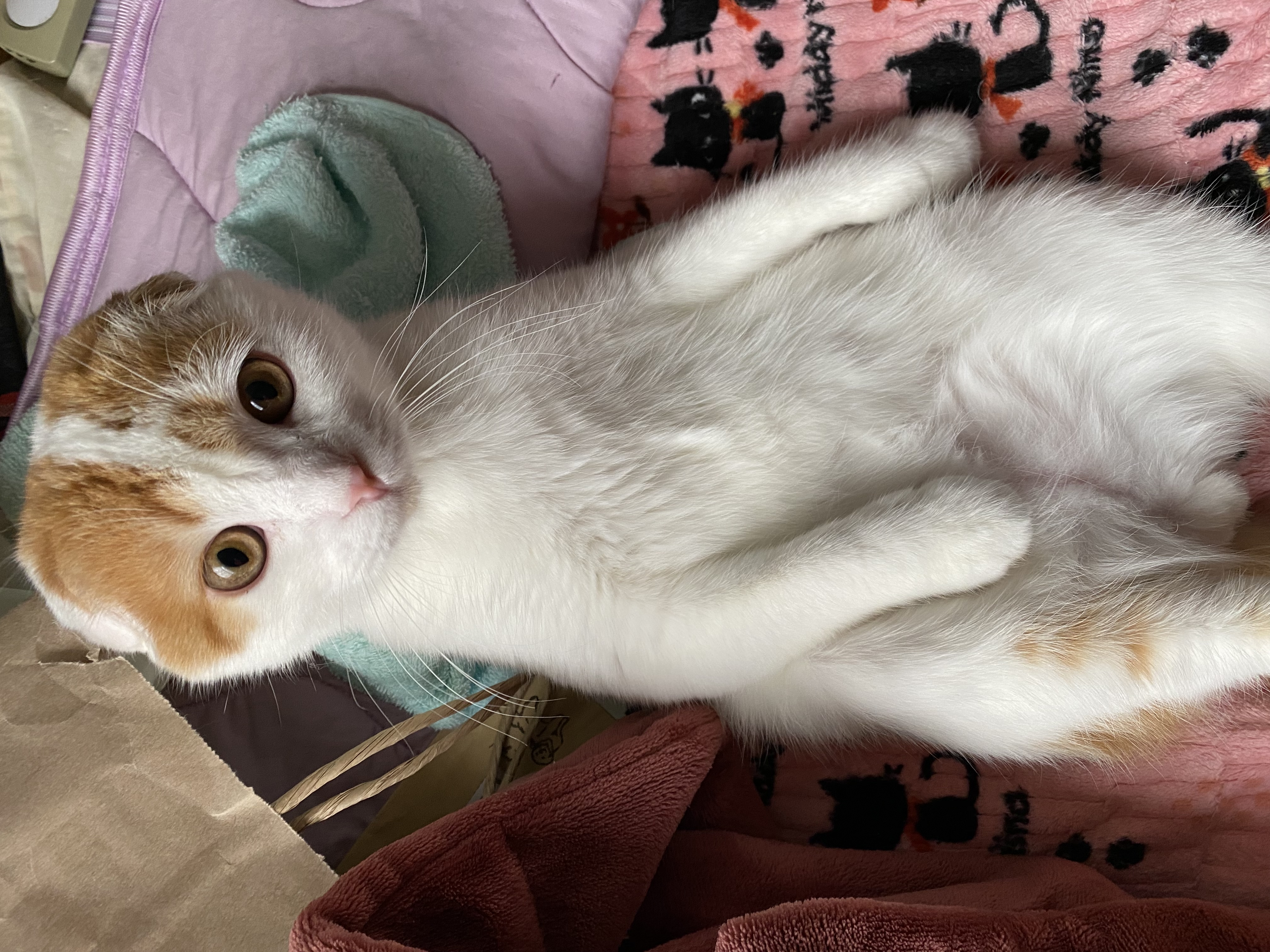 陽人