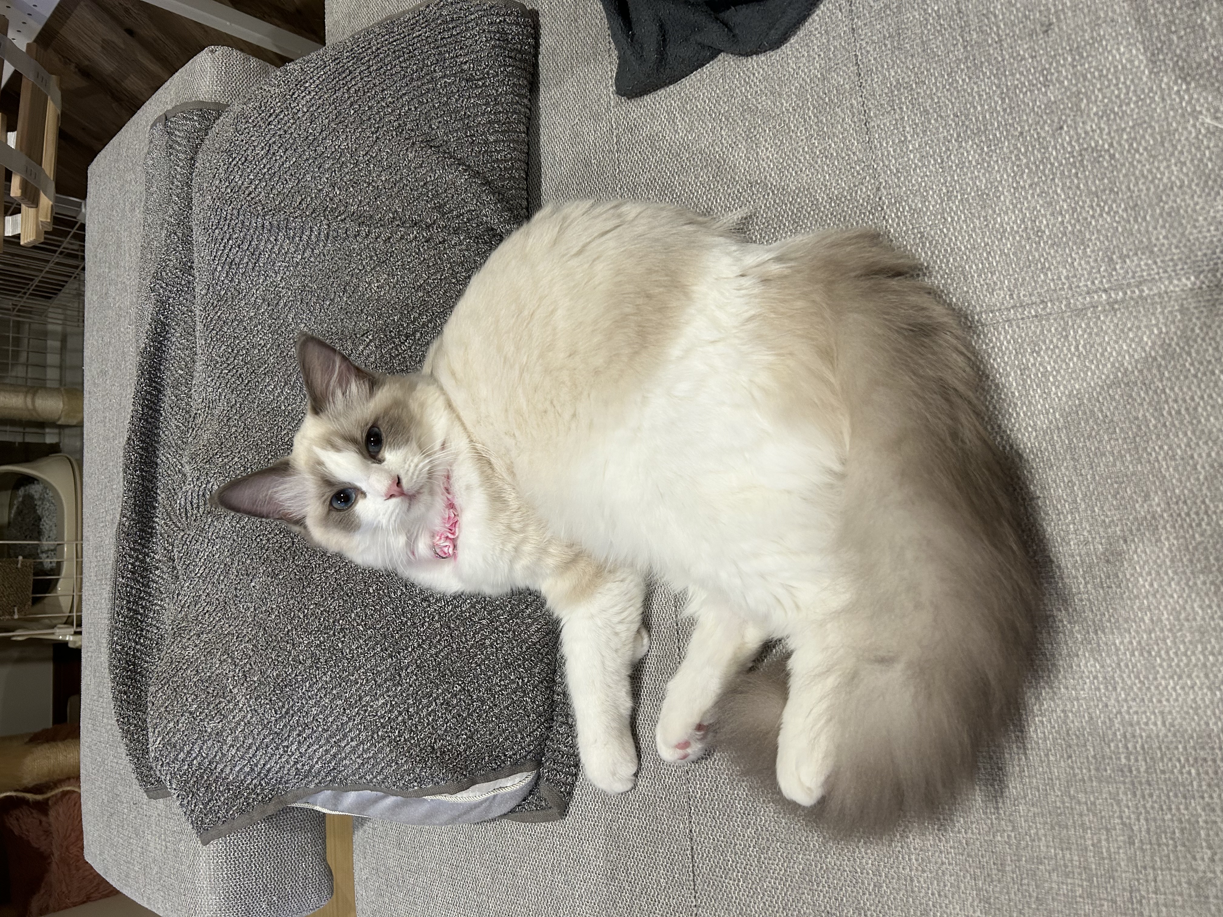 りん