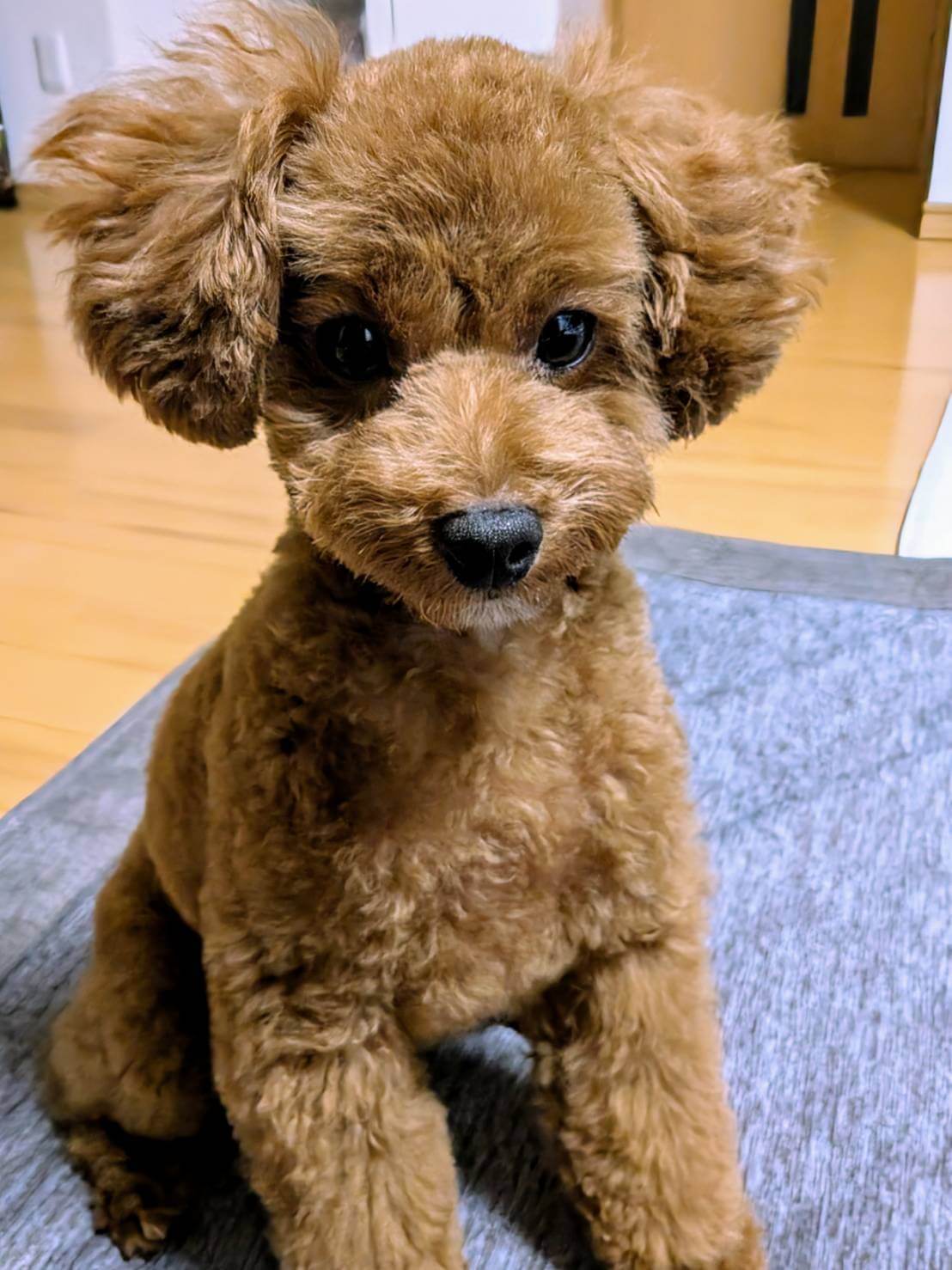 チャコ