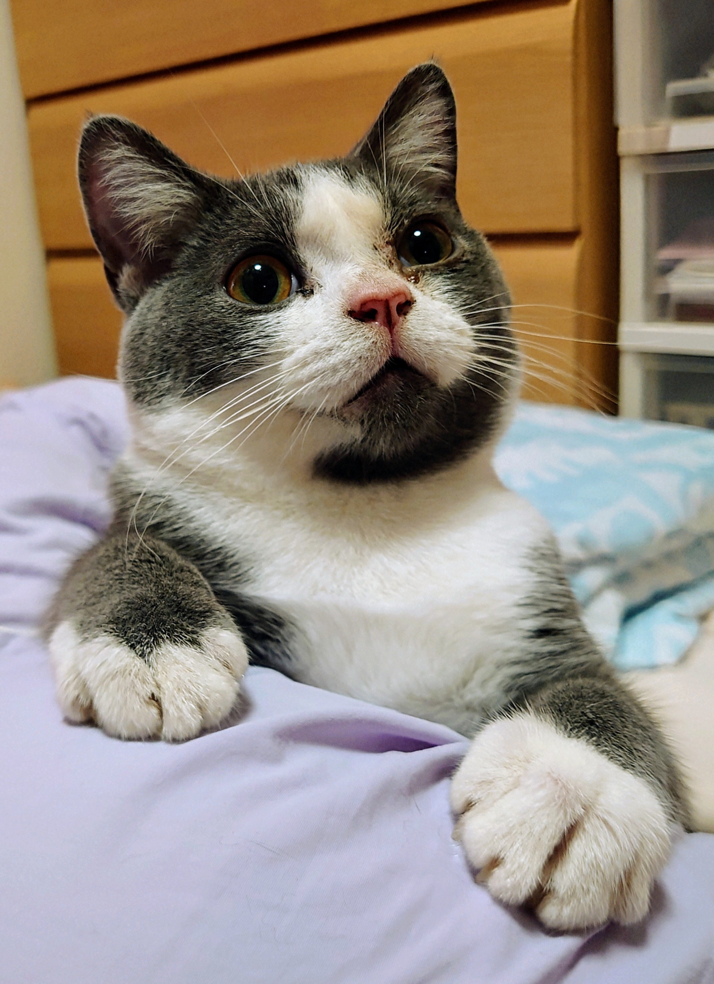 蓬