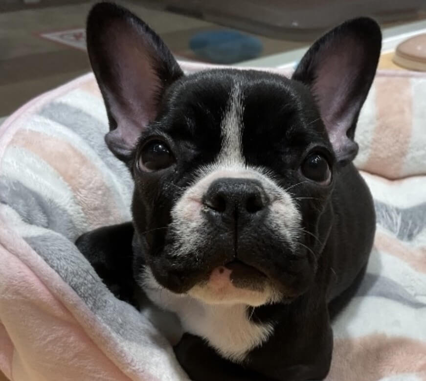 ブルマ