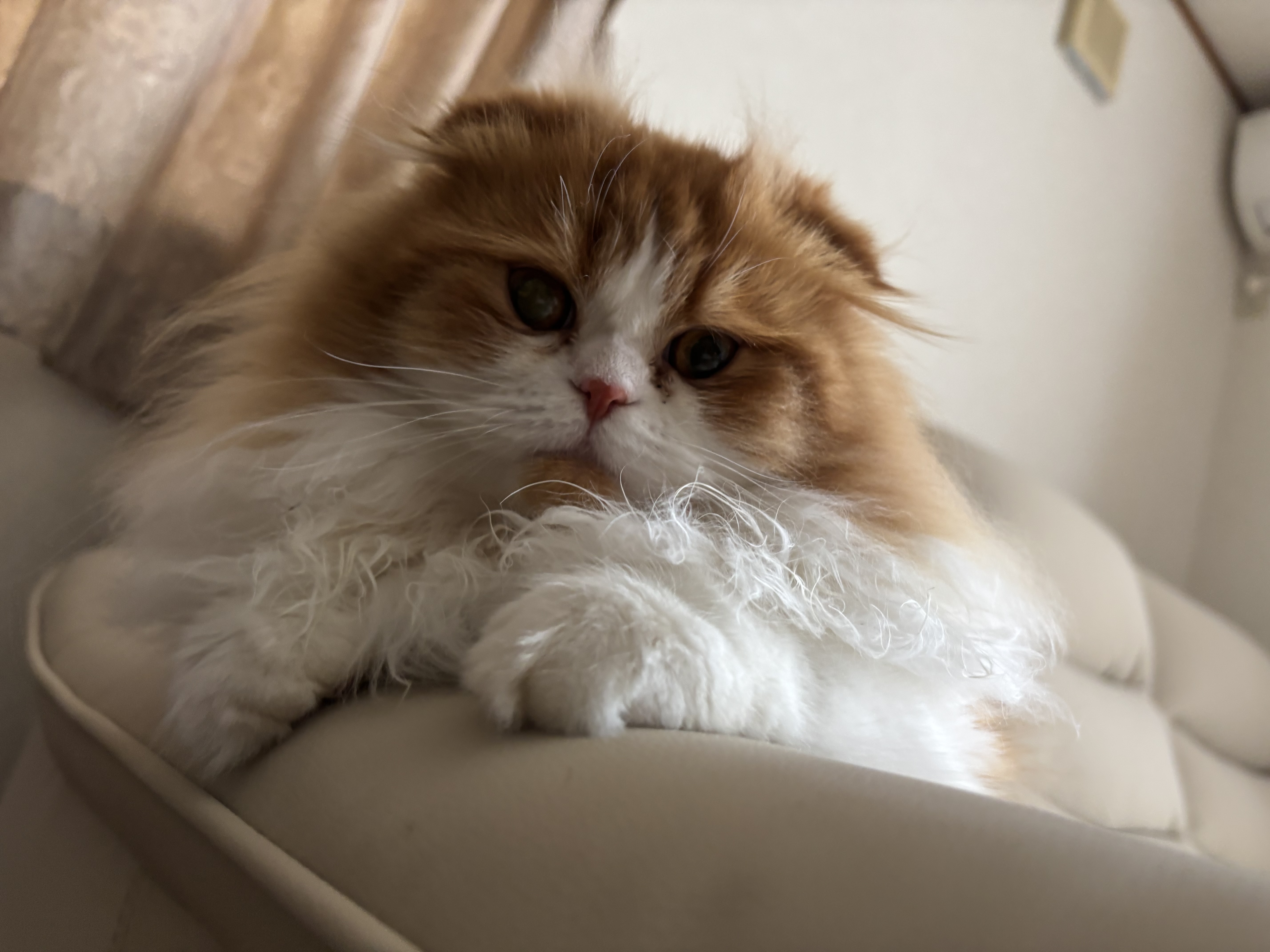 リン