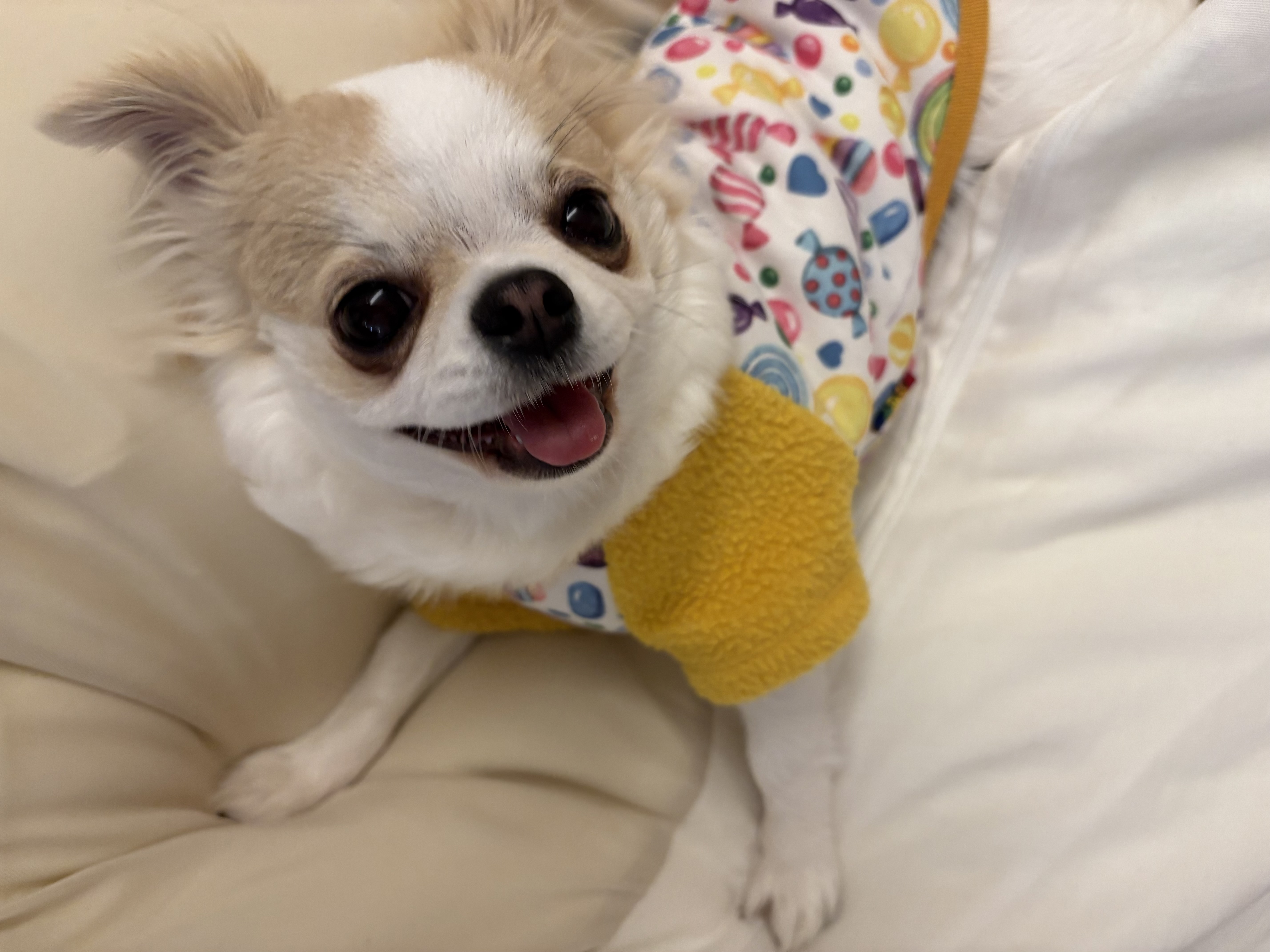 ラテ