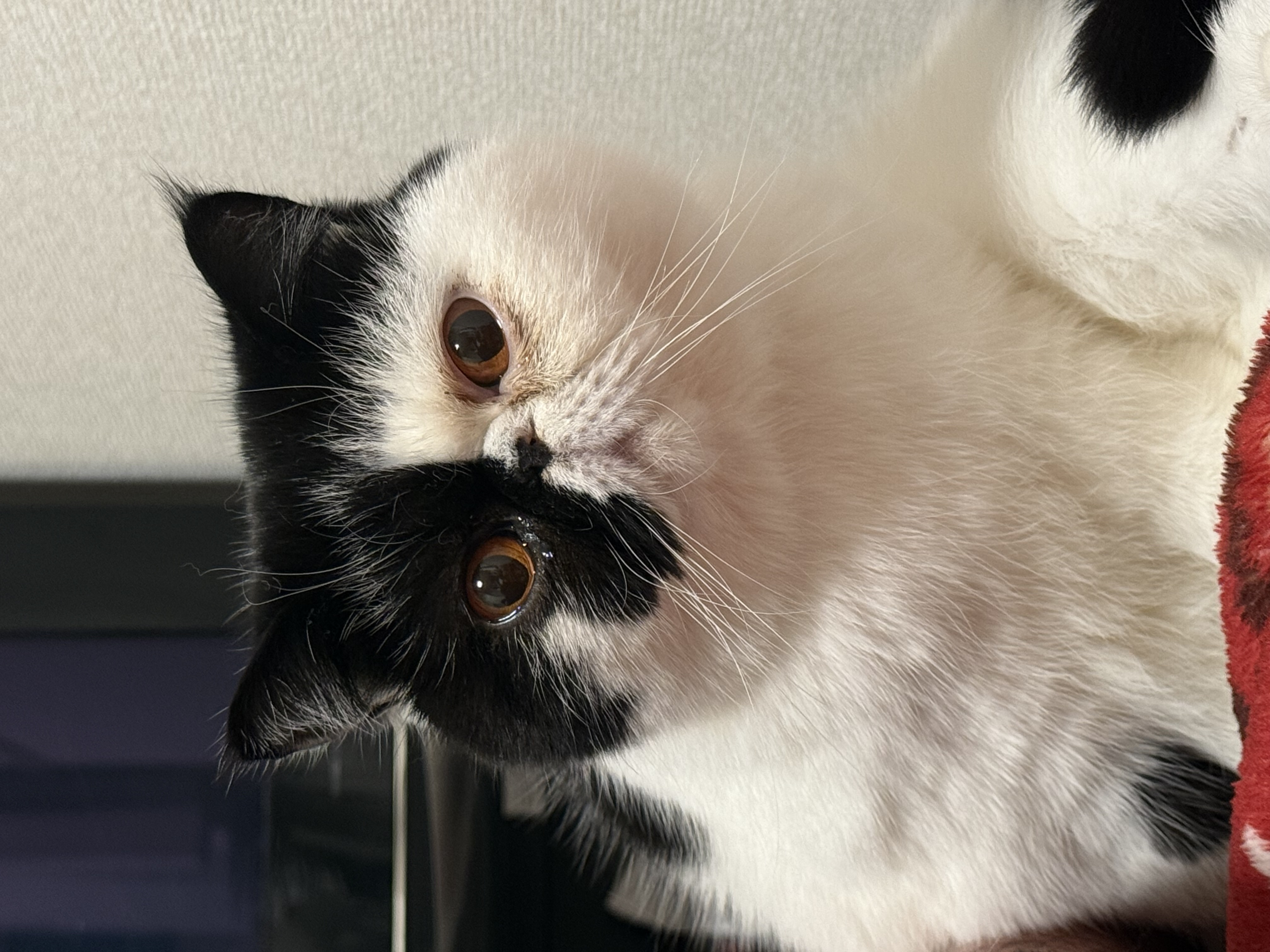 もずく