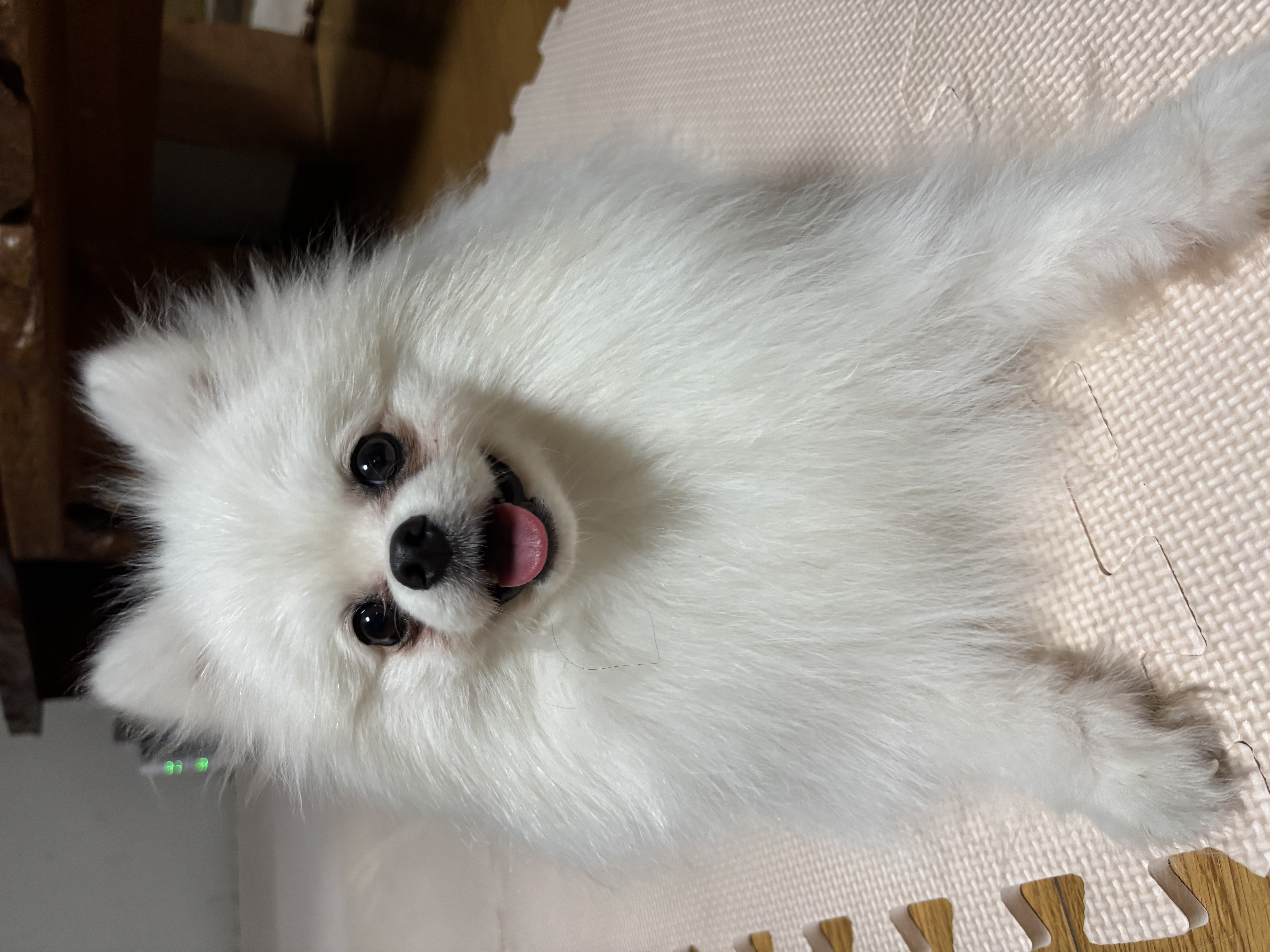 おこめ