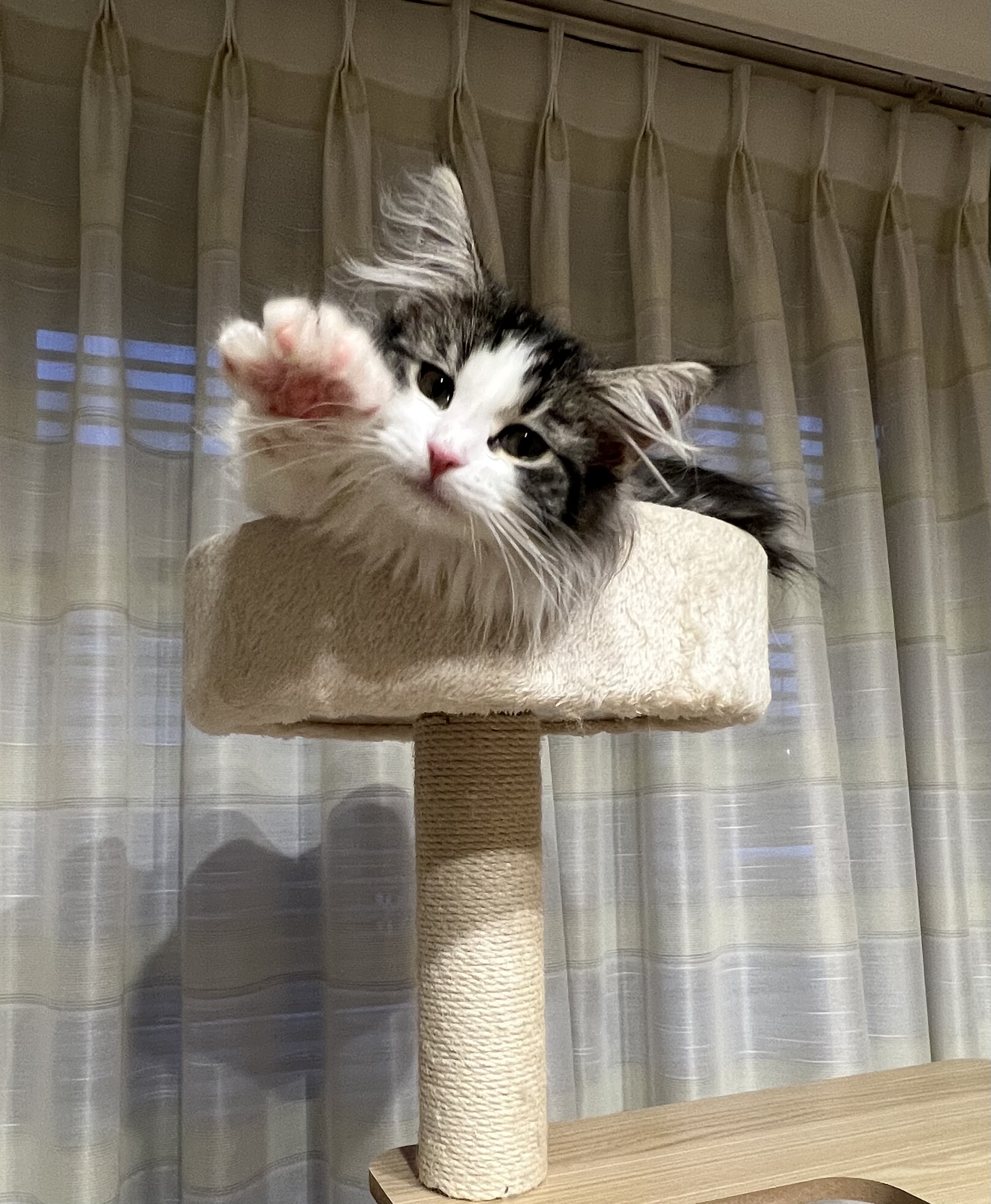 ノア