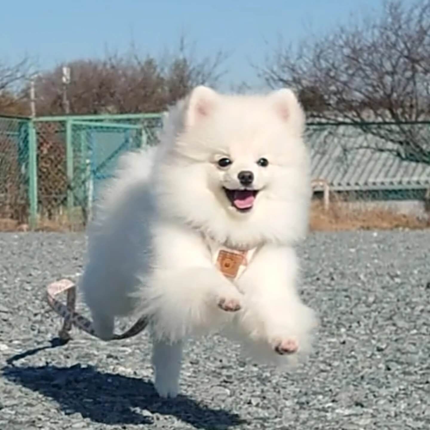 アポロ