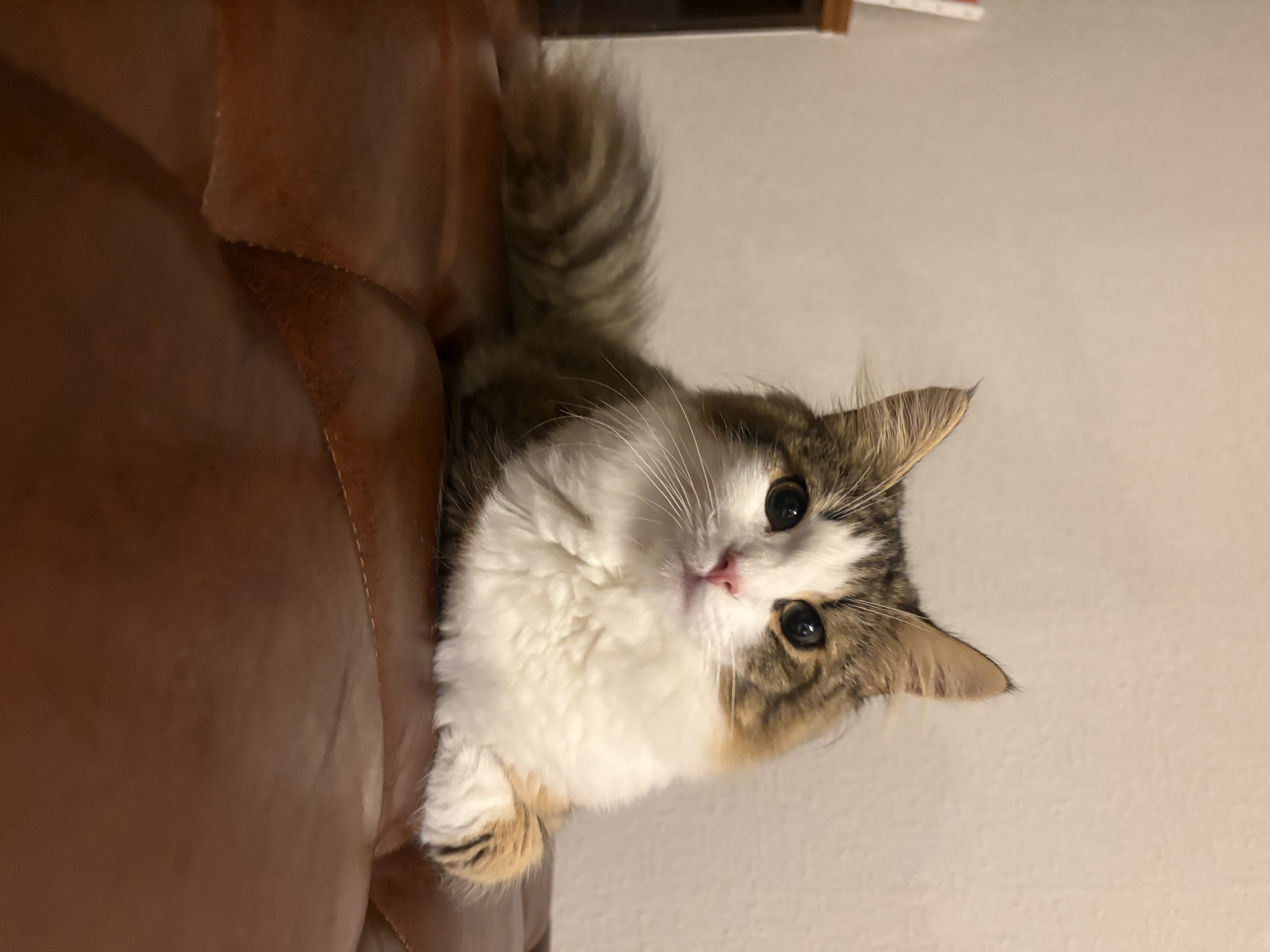 ノエル