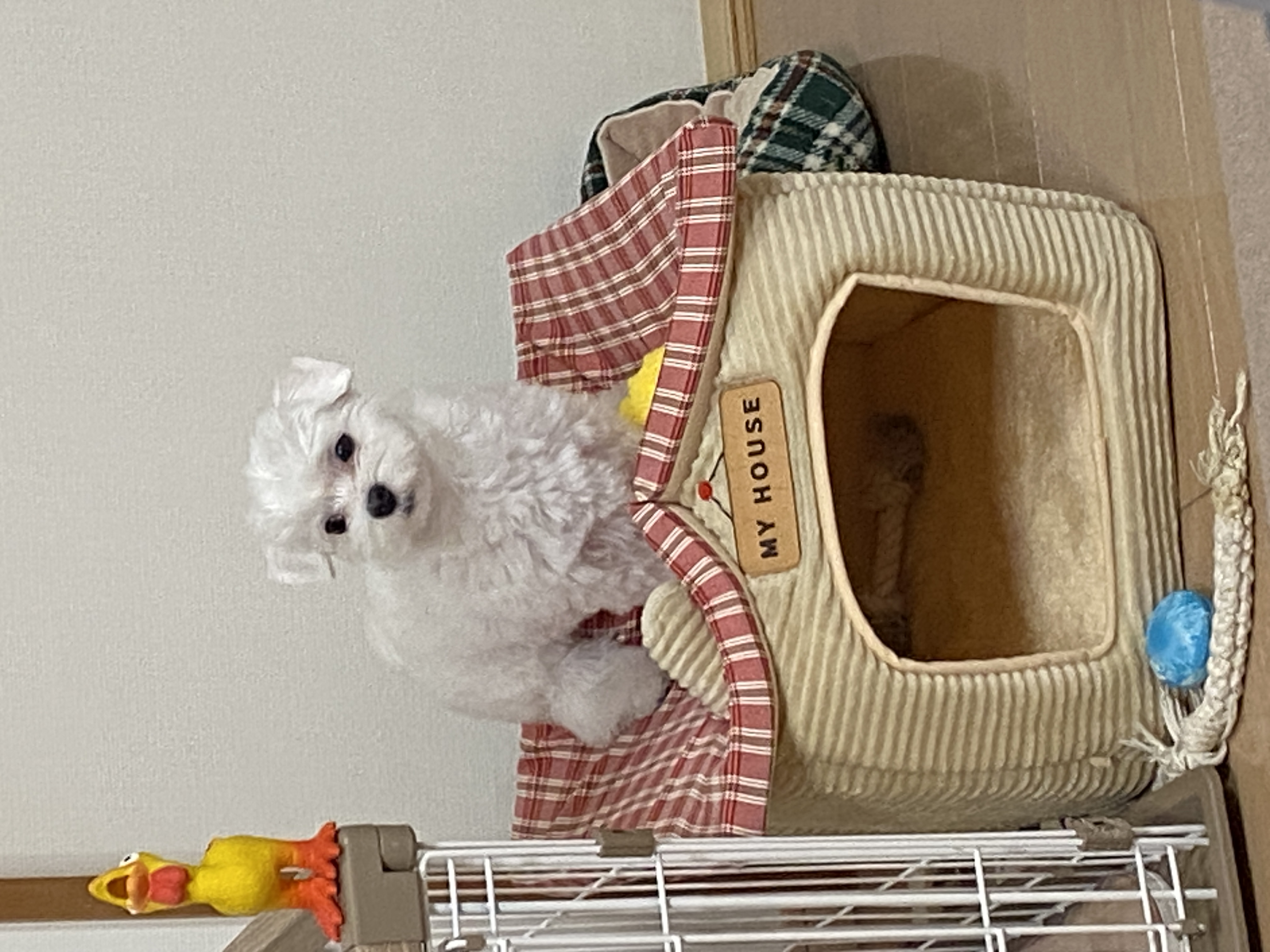 マル