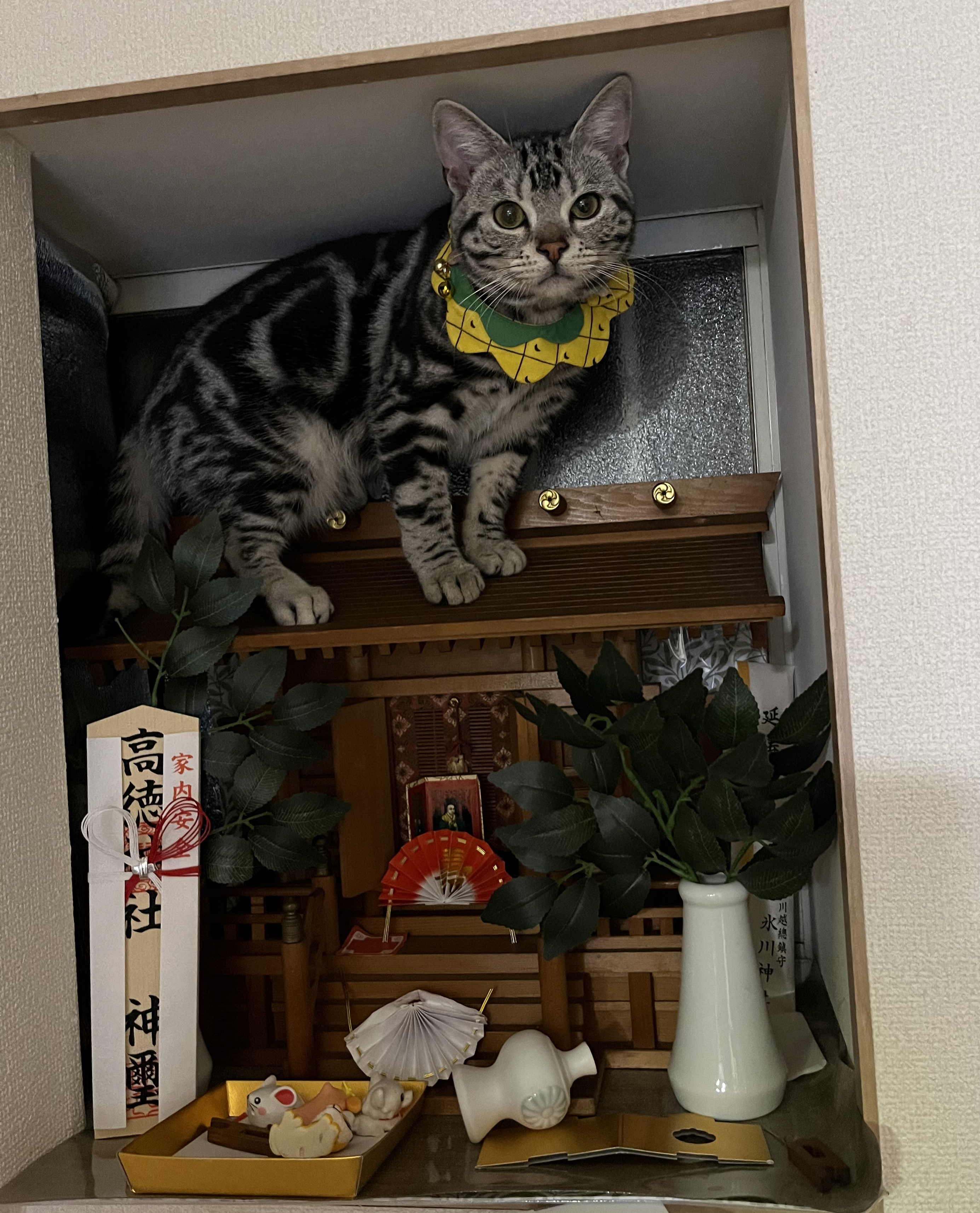 こたろう