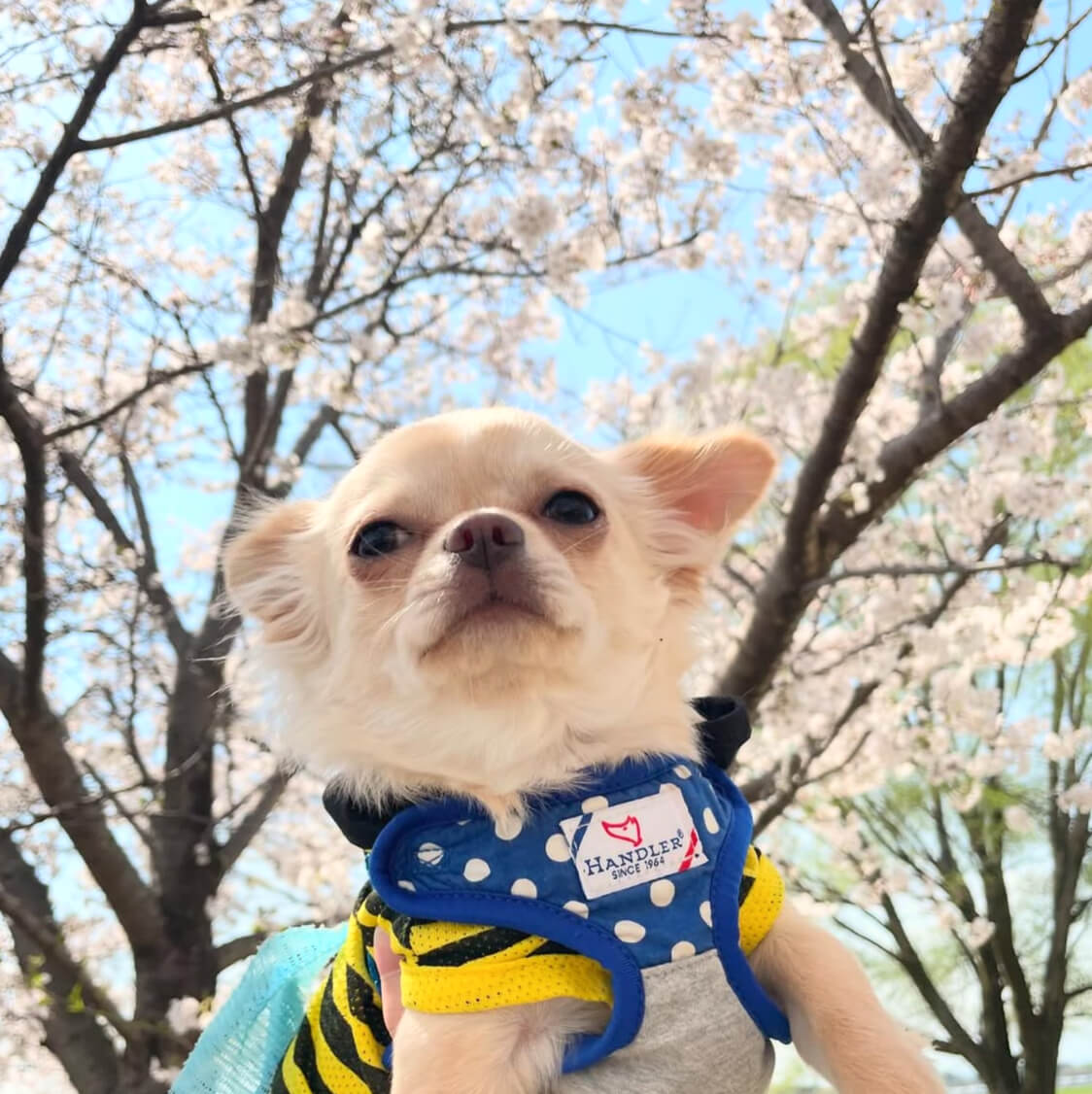 こむぎ