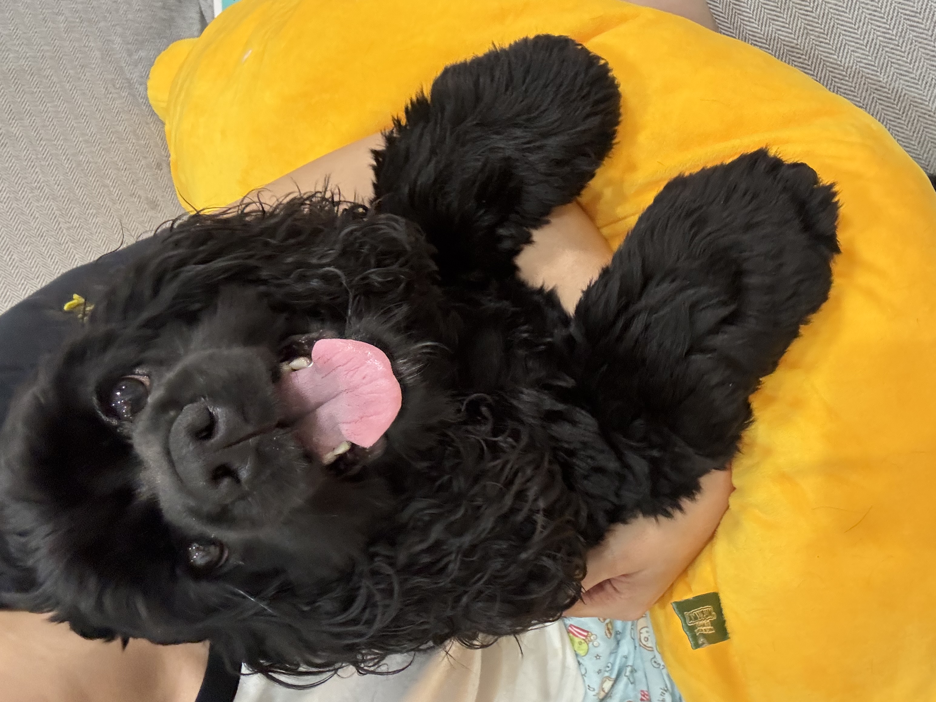 モナ