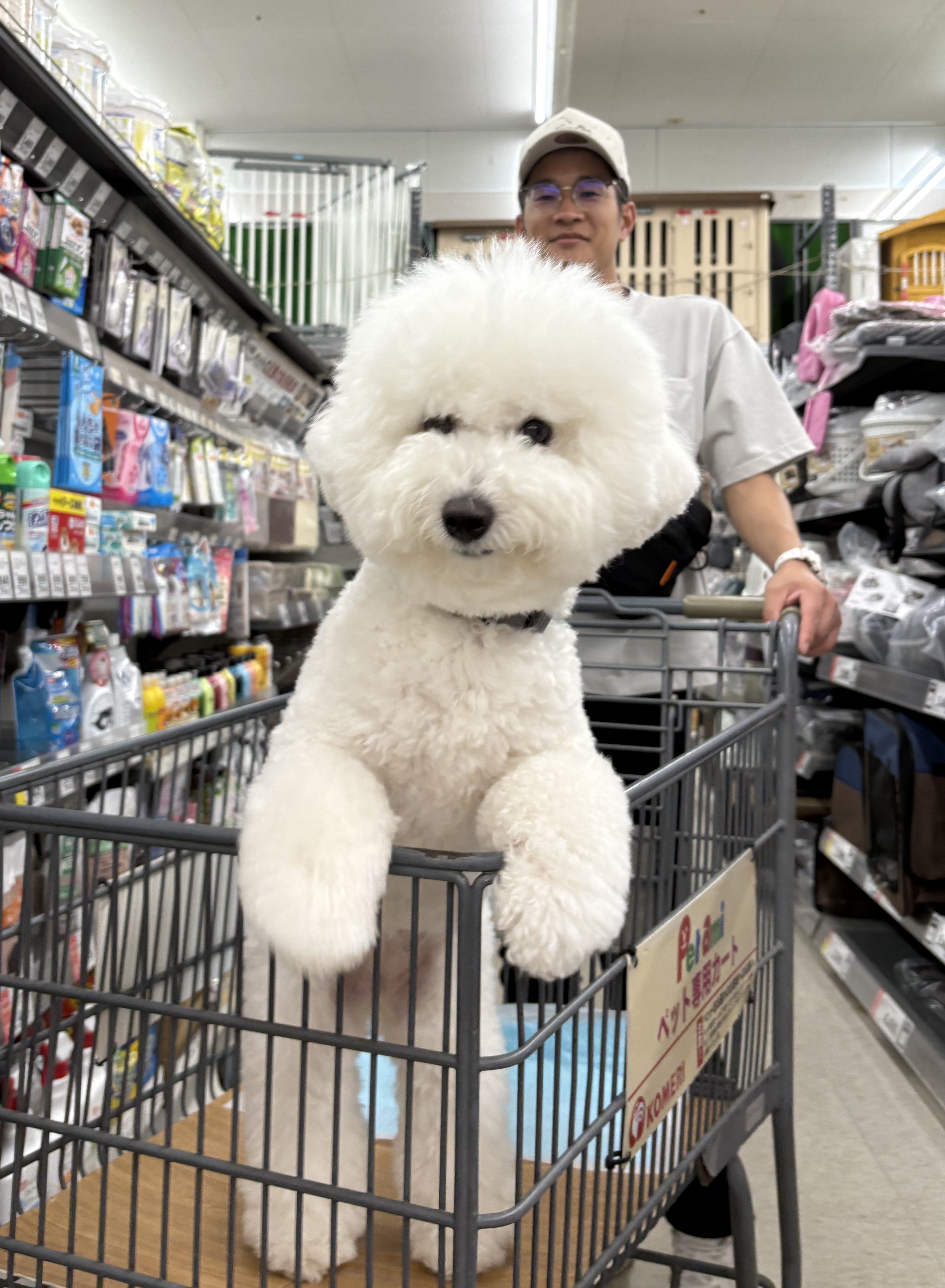ヴィヴィ