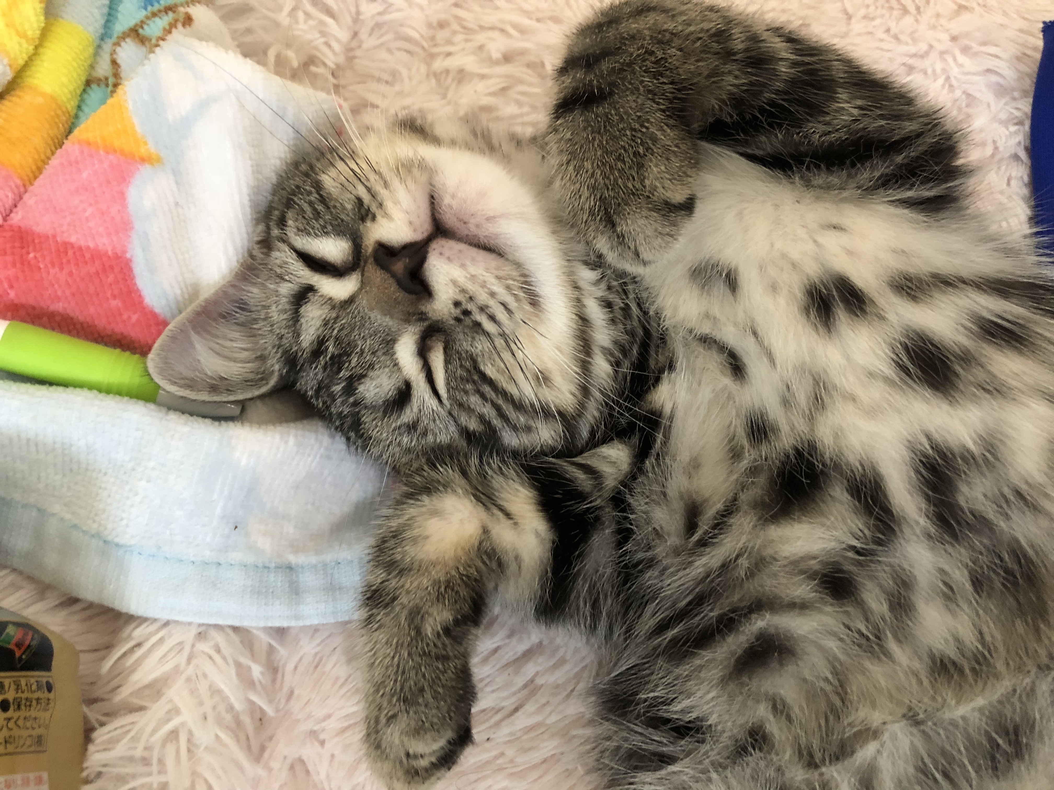 ティナ