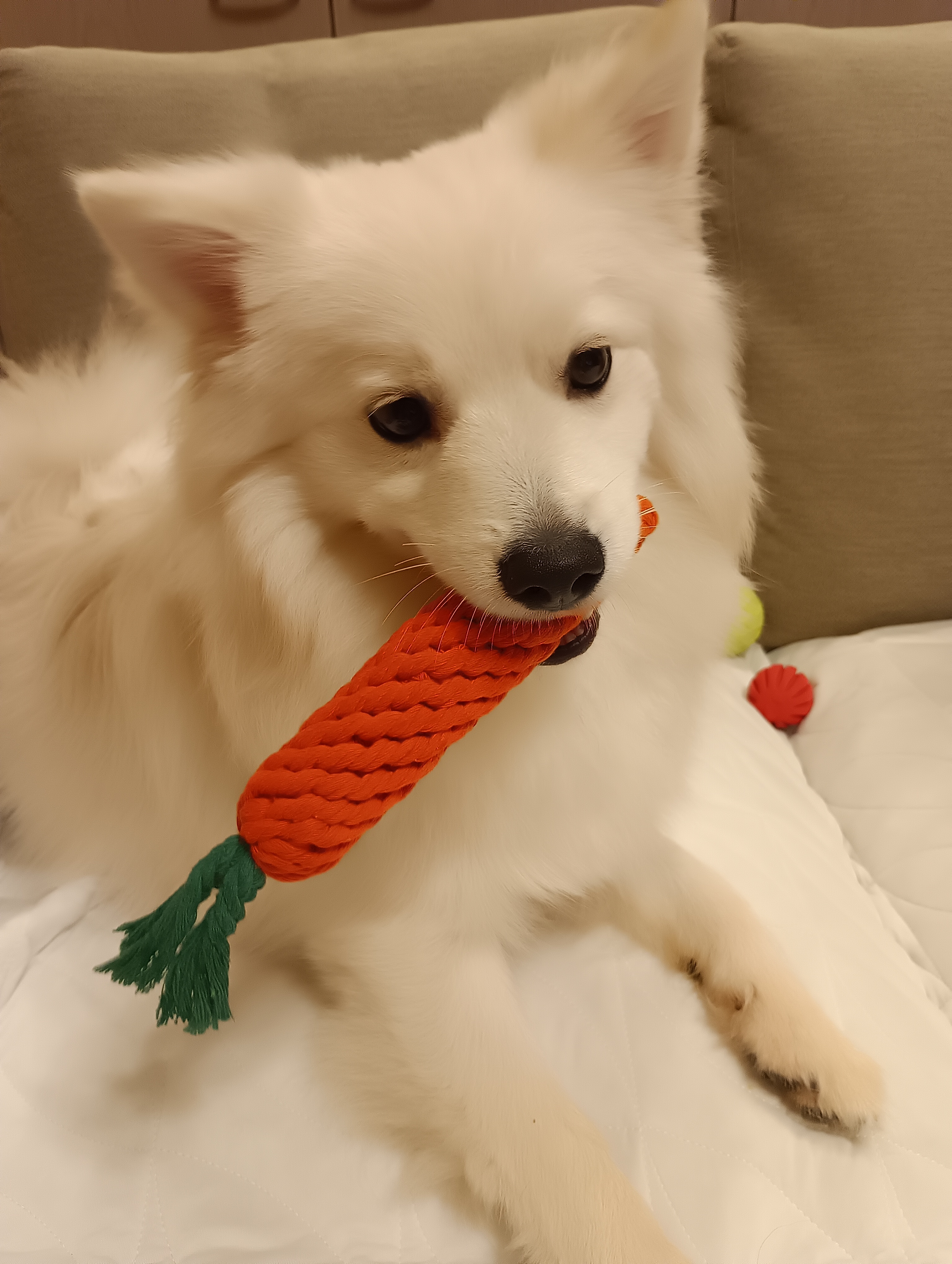 チロ&トム&プリン