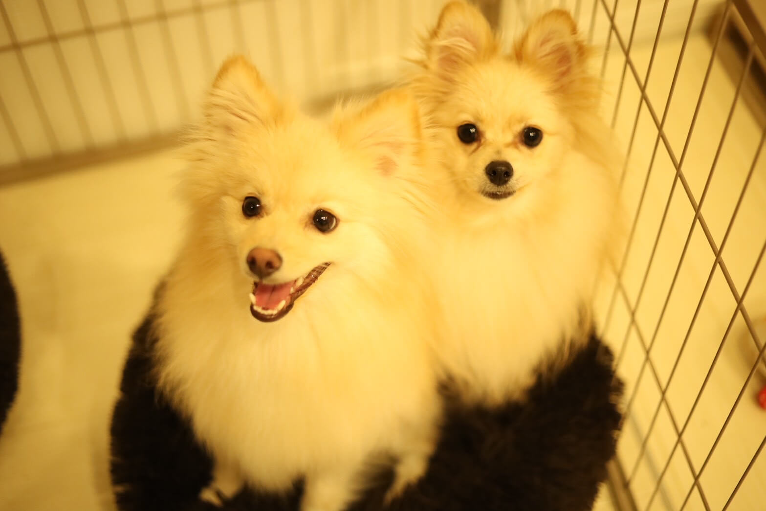 ぽてまる&くるみ