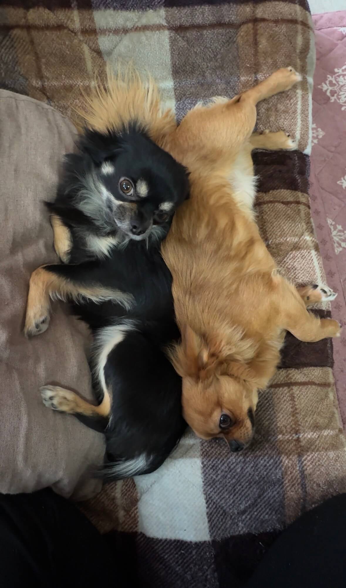 プッチ&チョッパー