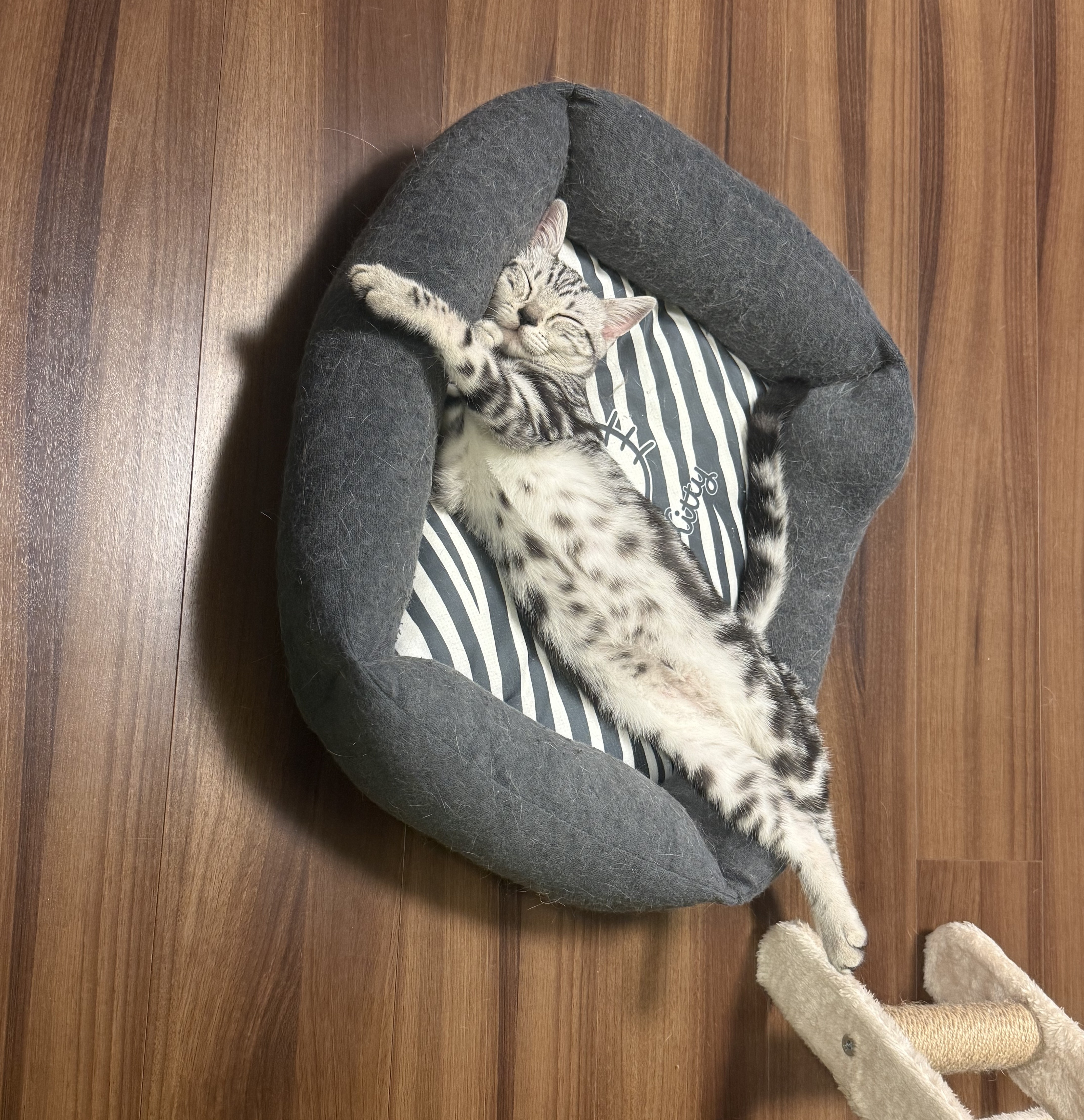 みんと