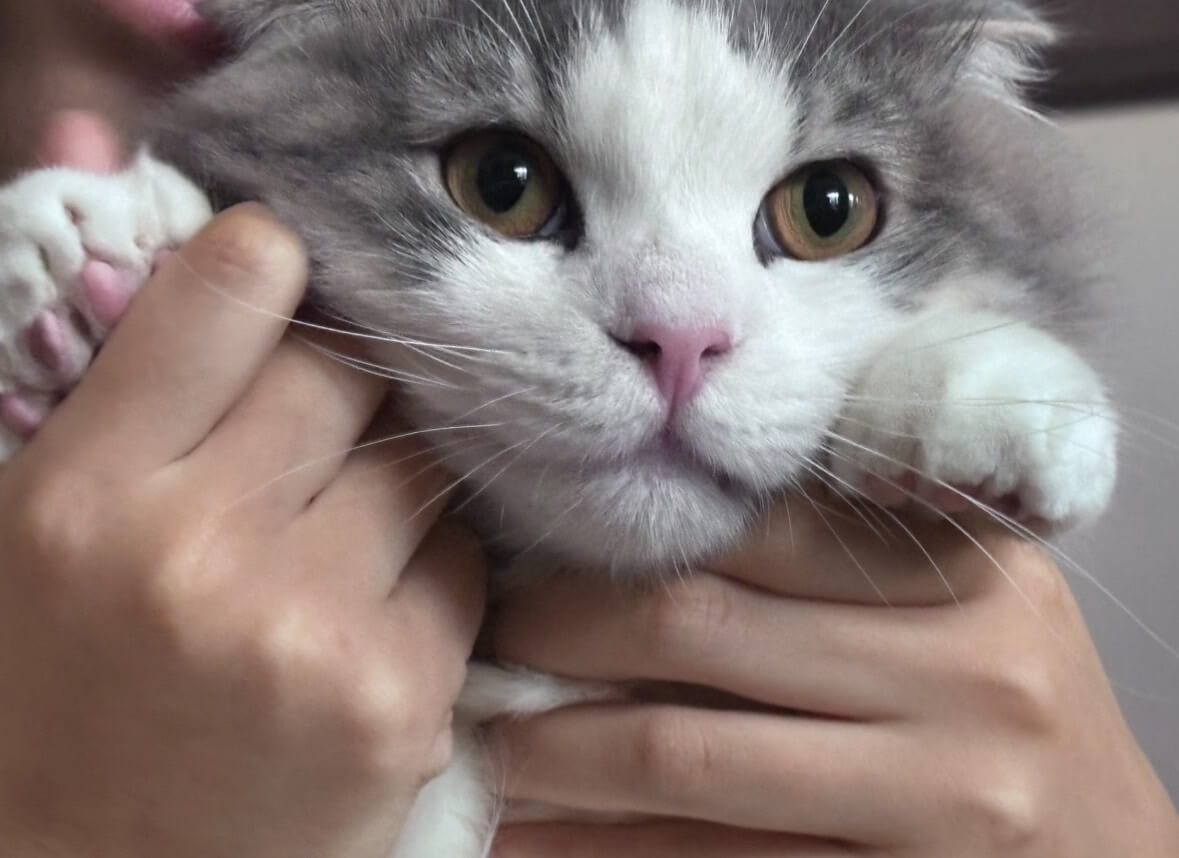 ティム