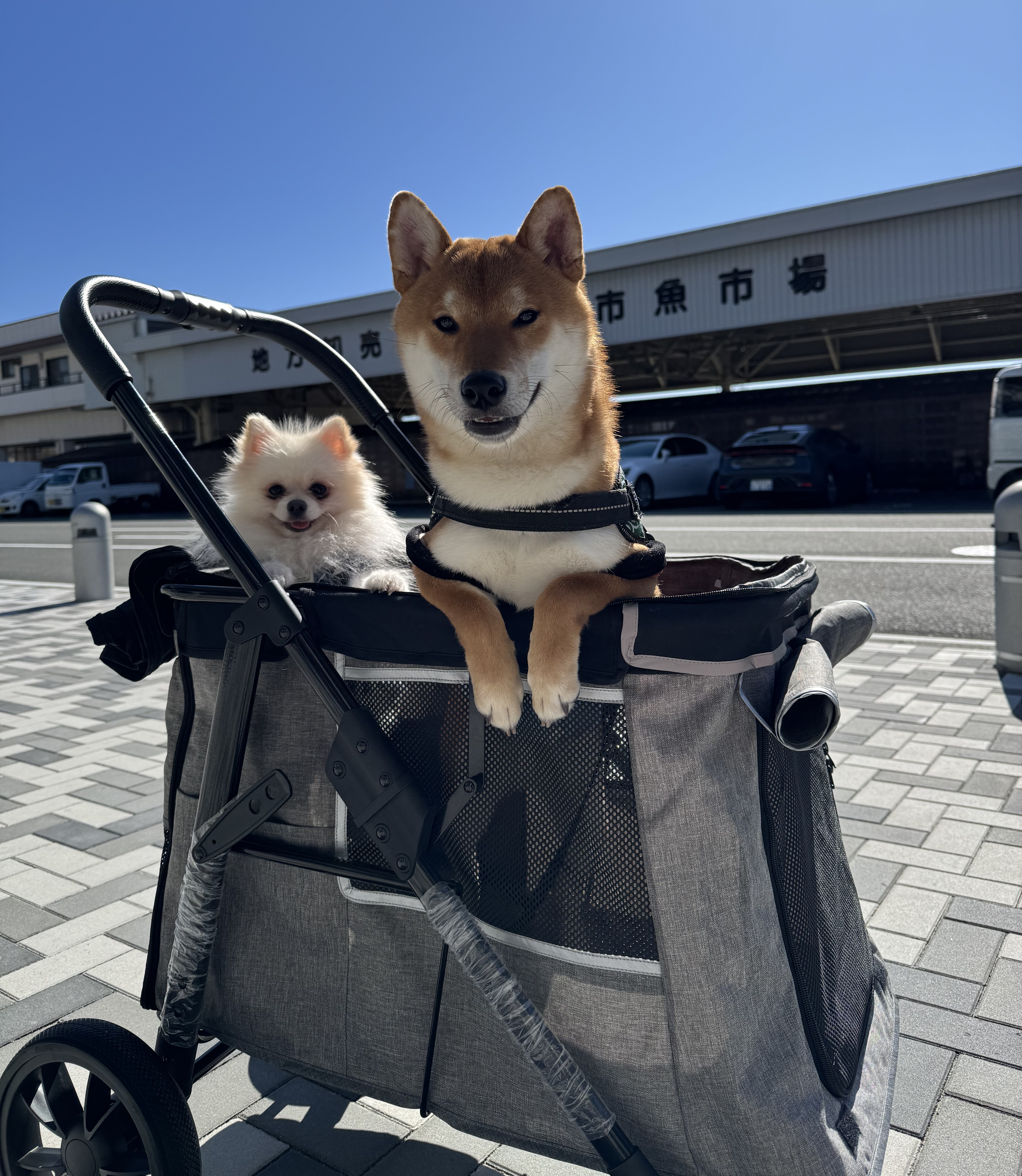 ぽっぽ&ぽんず