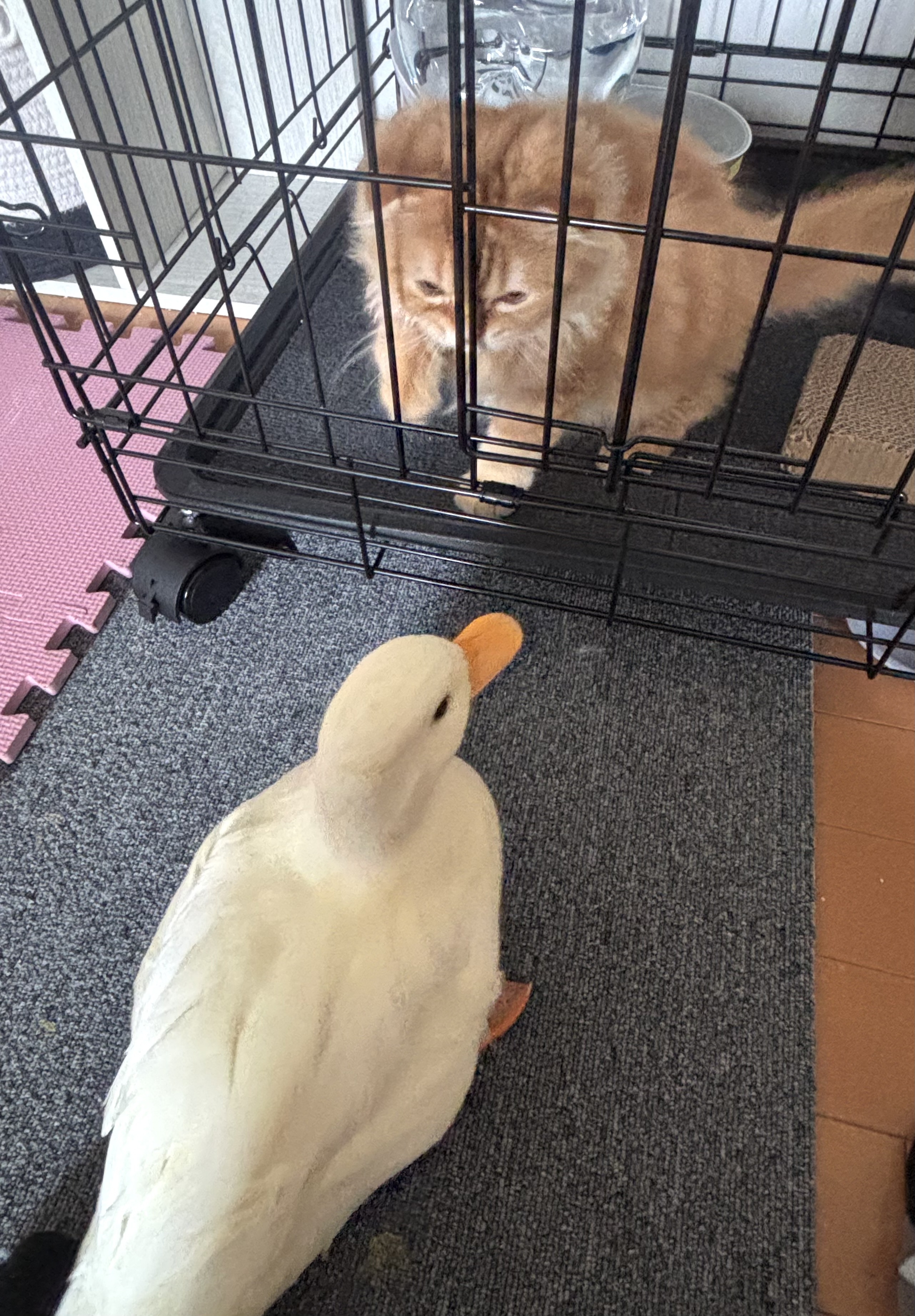 殿