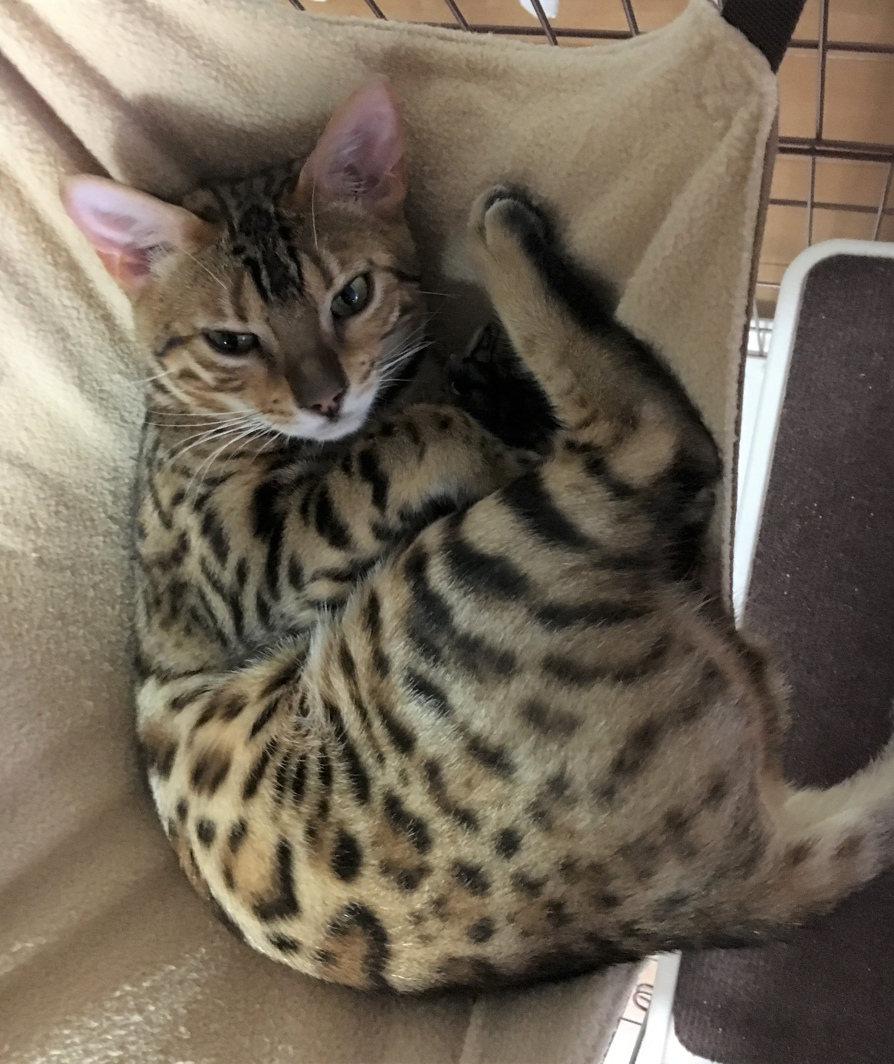 みにー