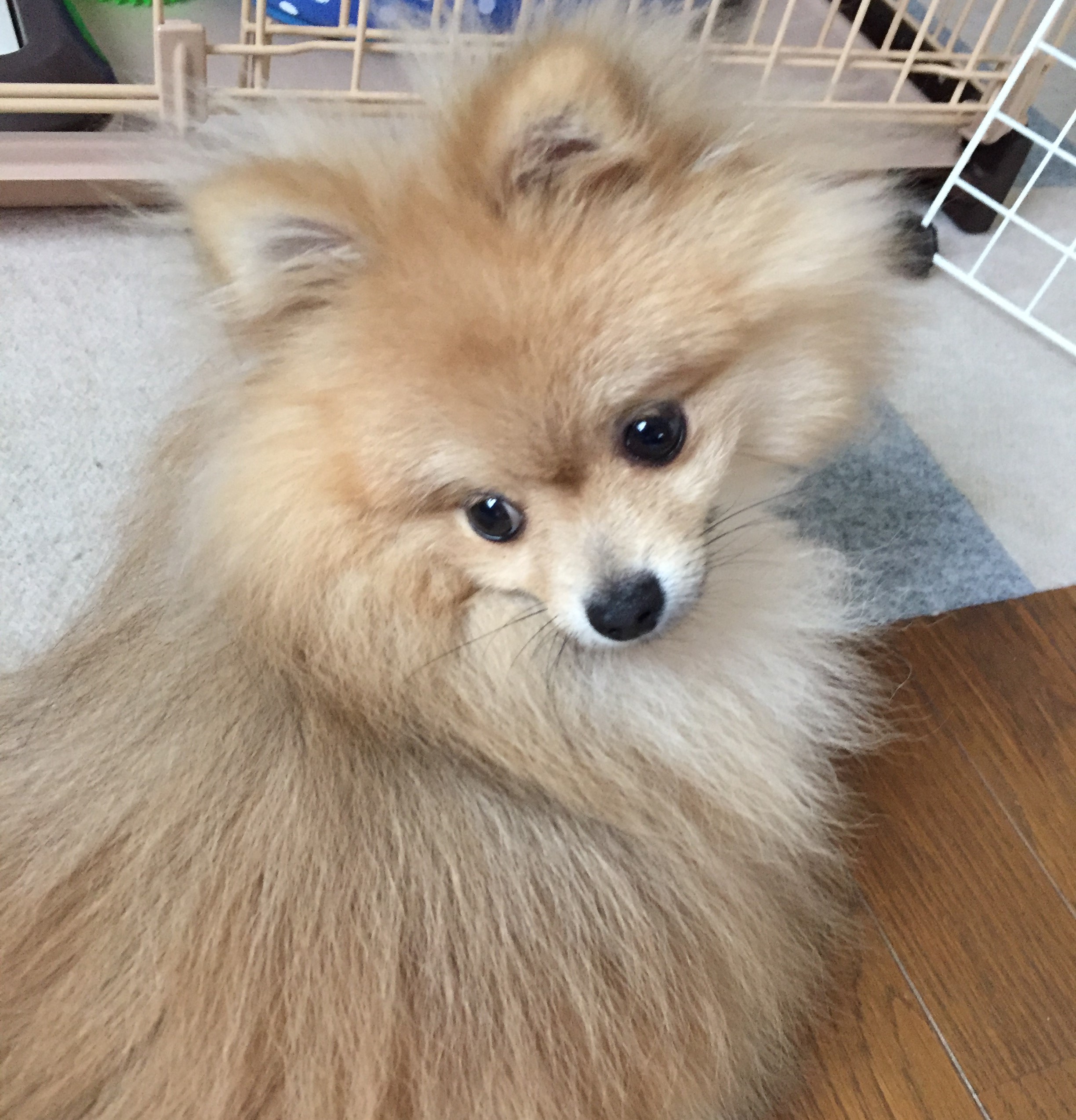 こたろう