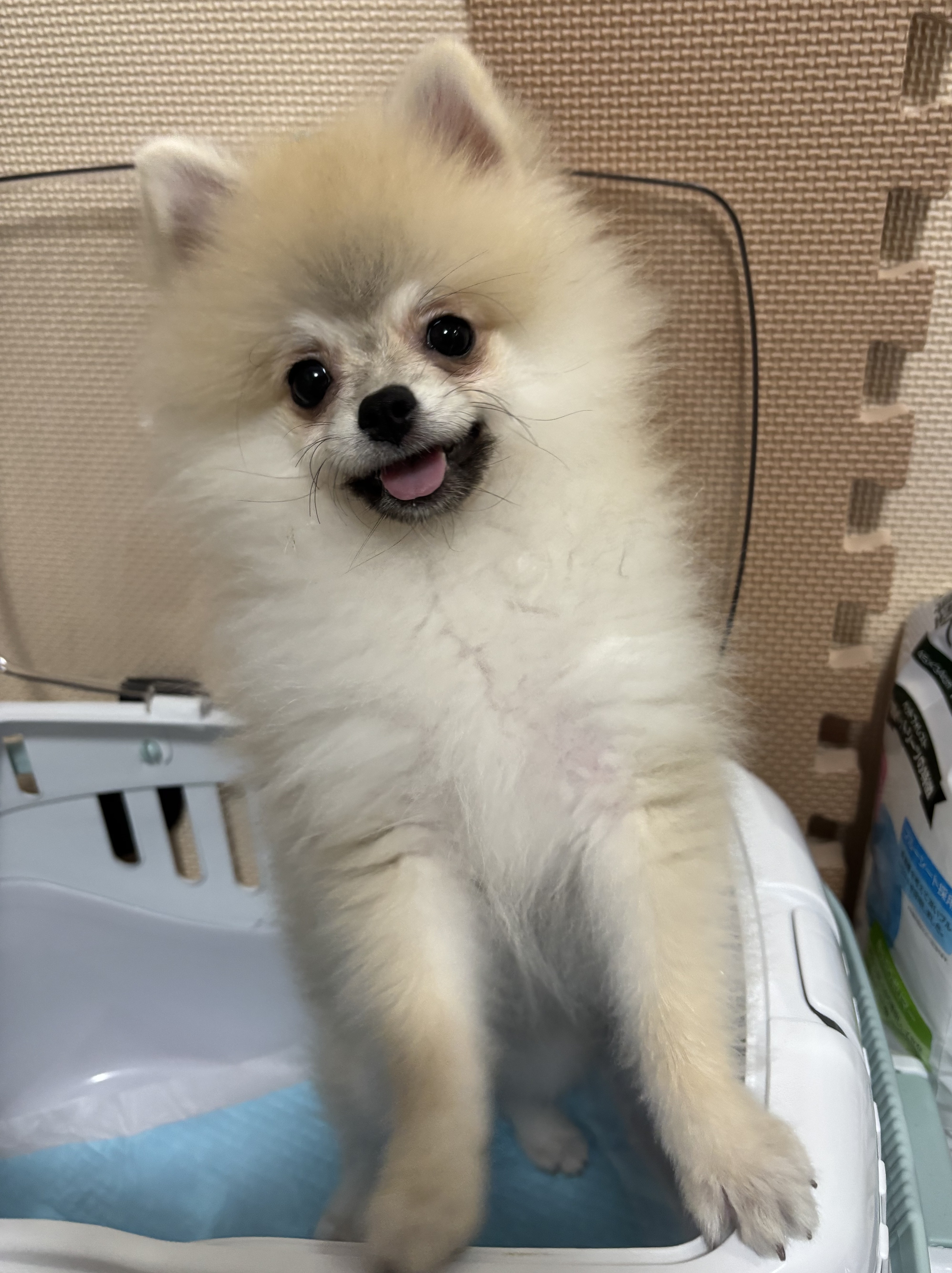 おせち