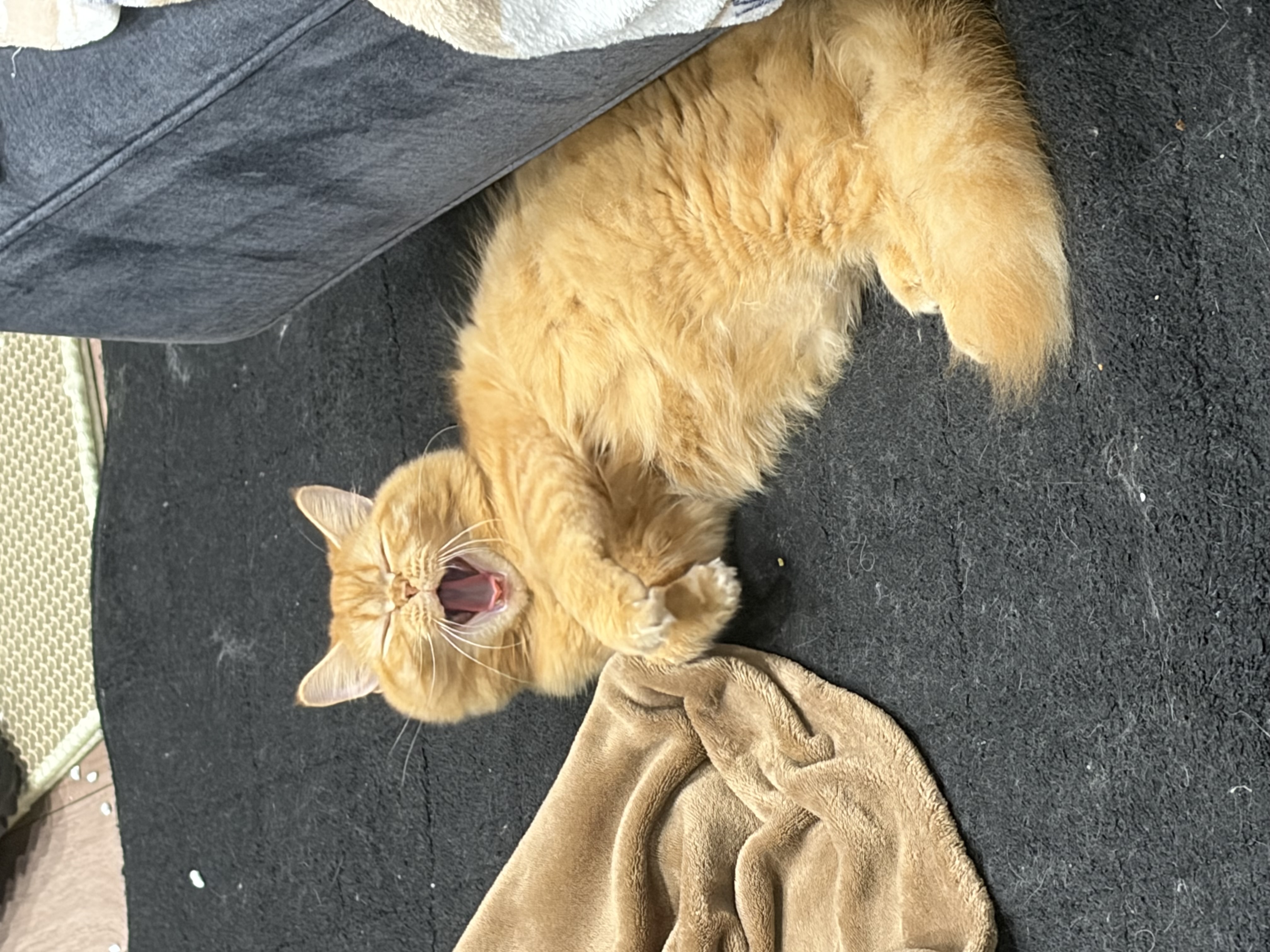 ラナ