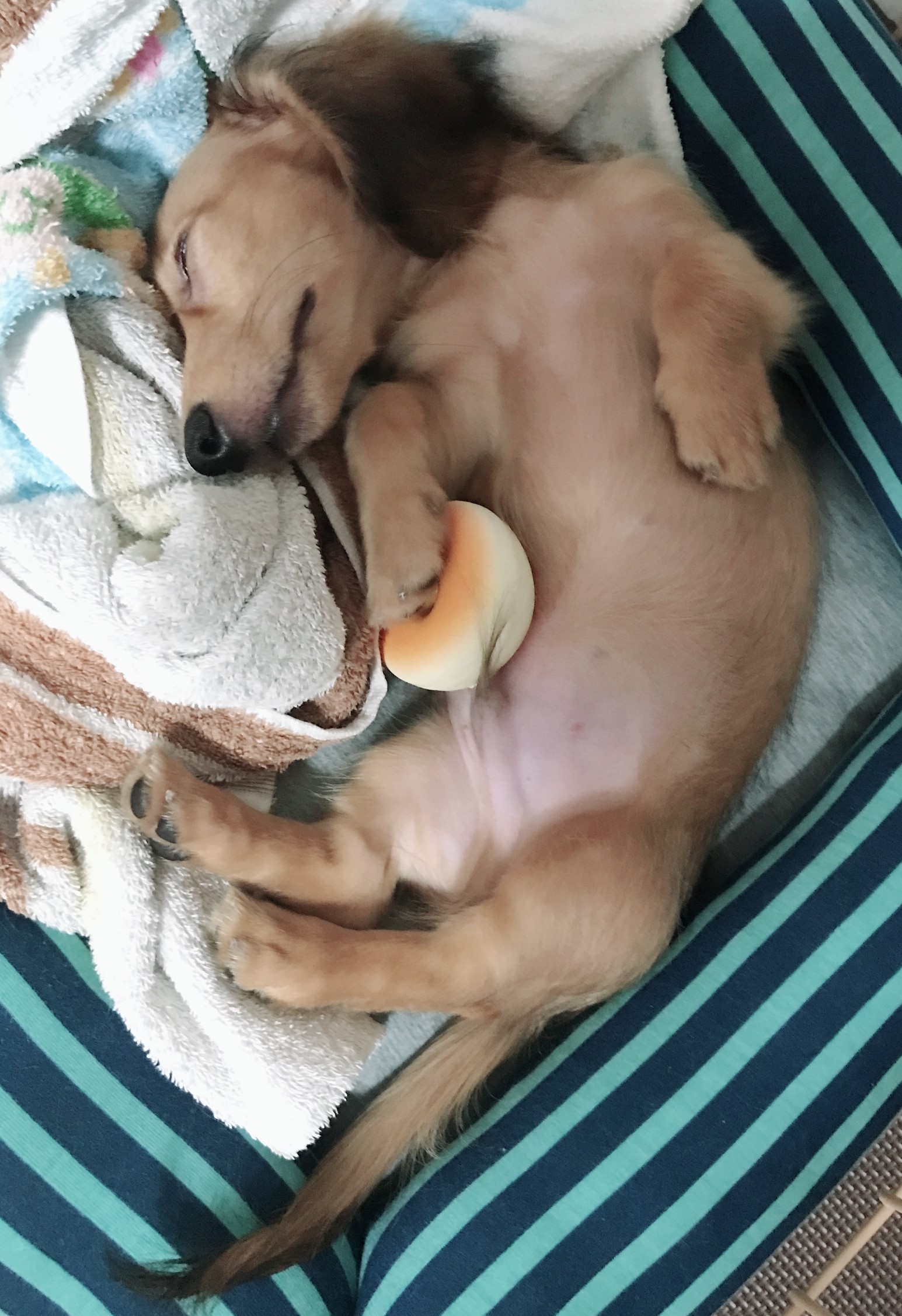 ペットプラス常滑店 子犬 子猫専門ペットショップの Petplus ペットプラス ペットプラス常滑店 子犬 子猫専門ペットショップの Petplus ペットプラス