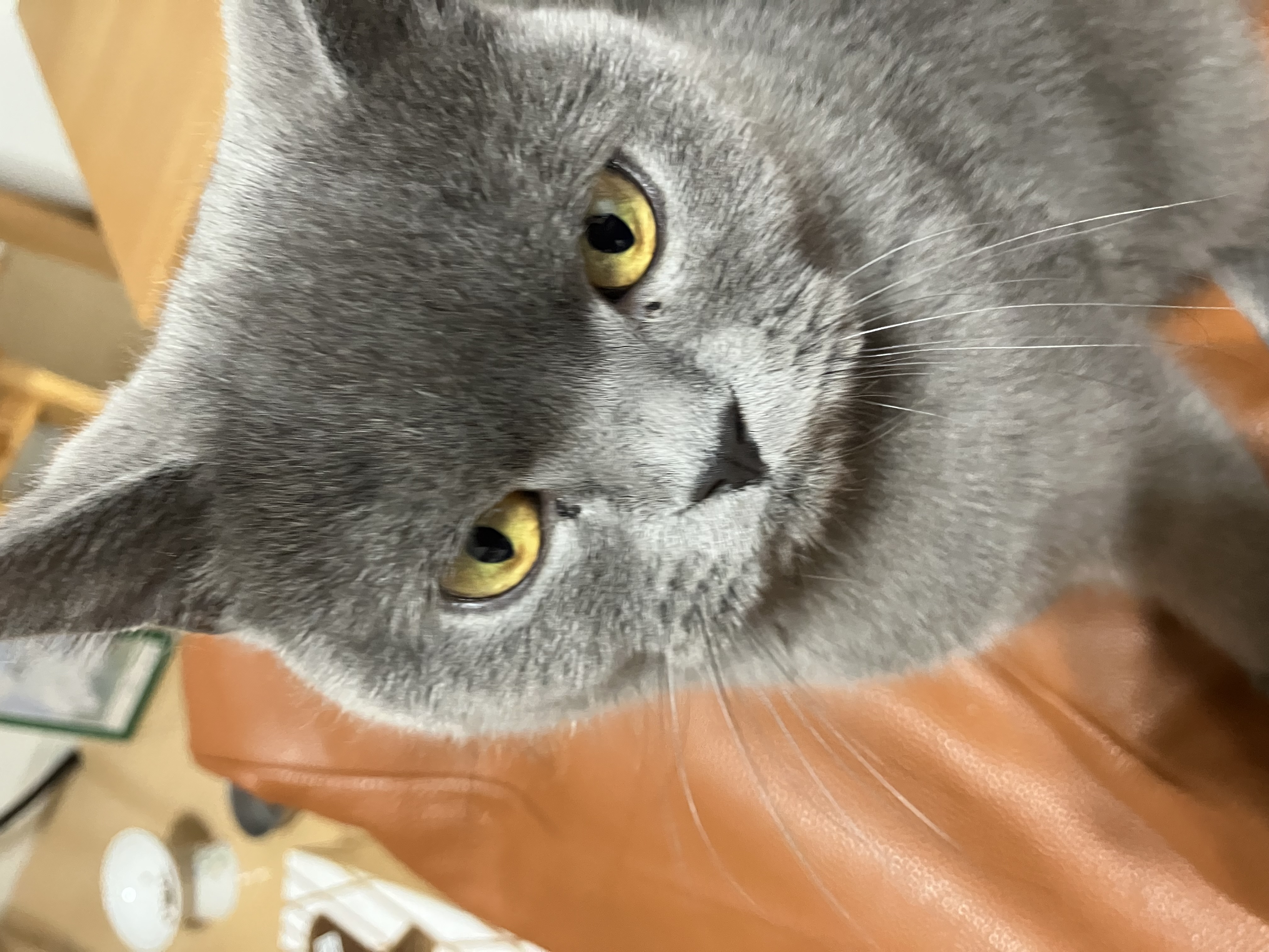 ぽむ