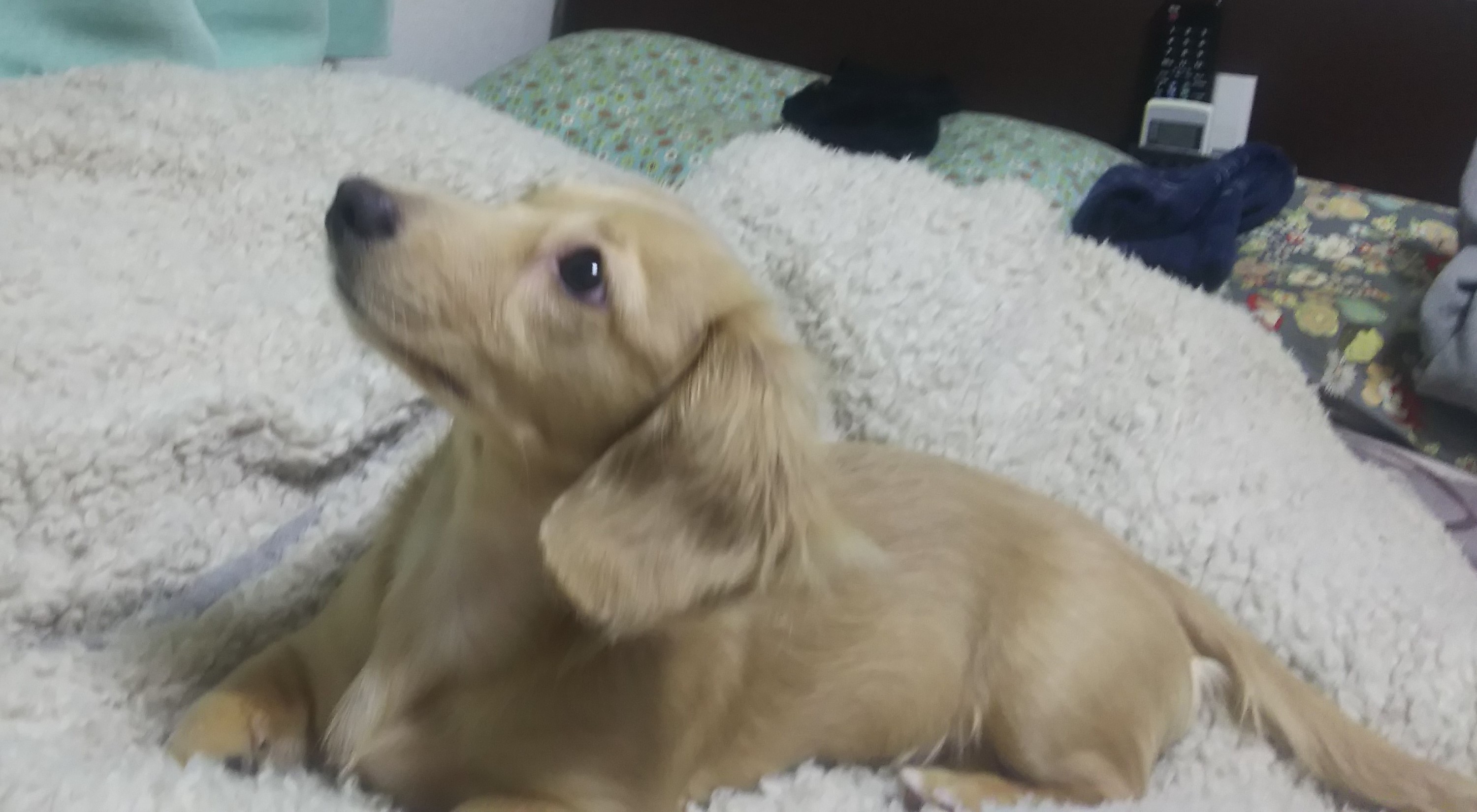 桃