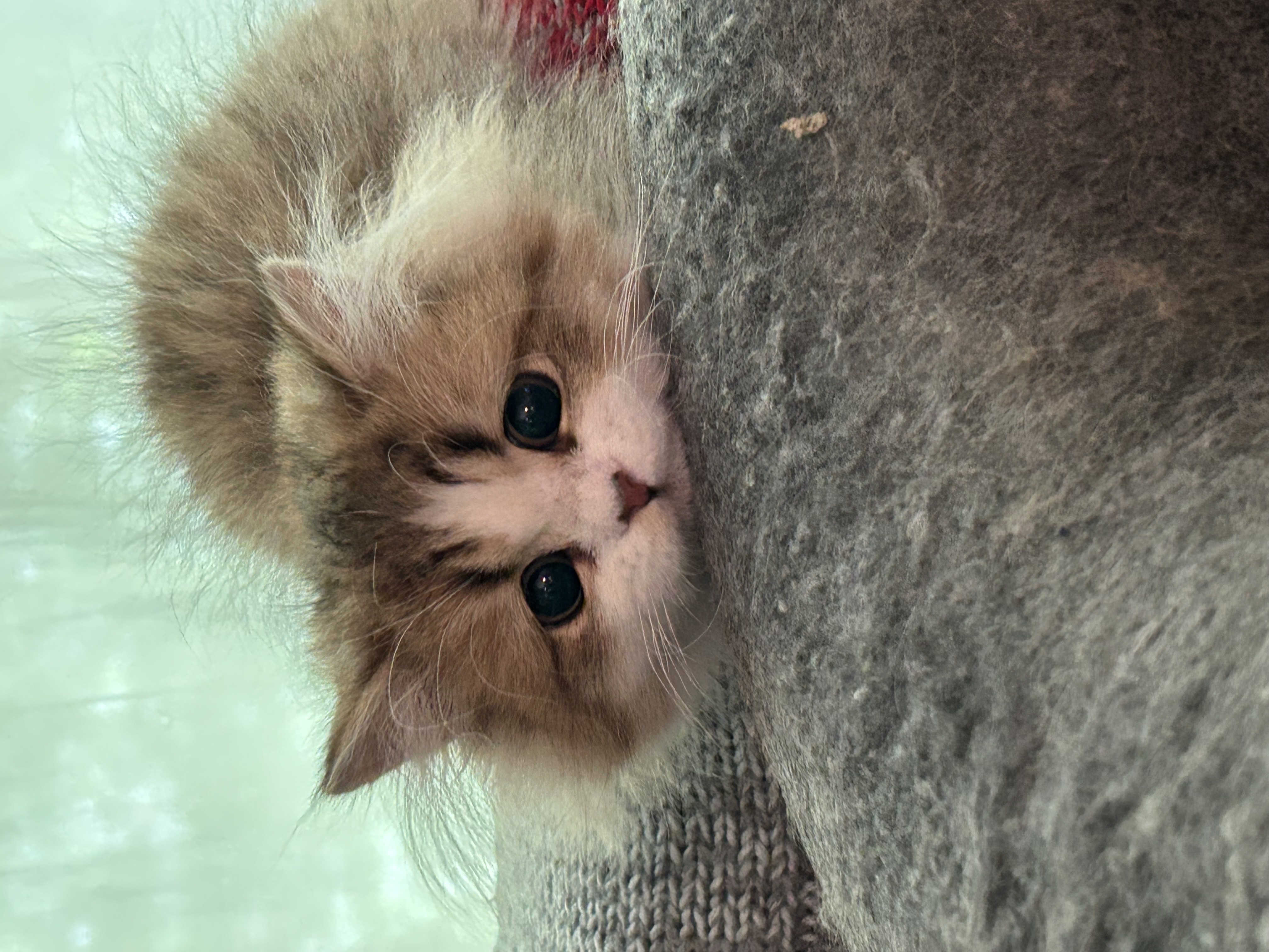 れお