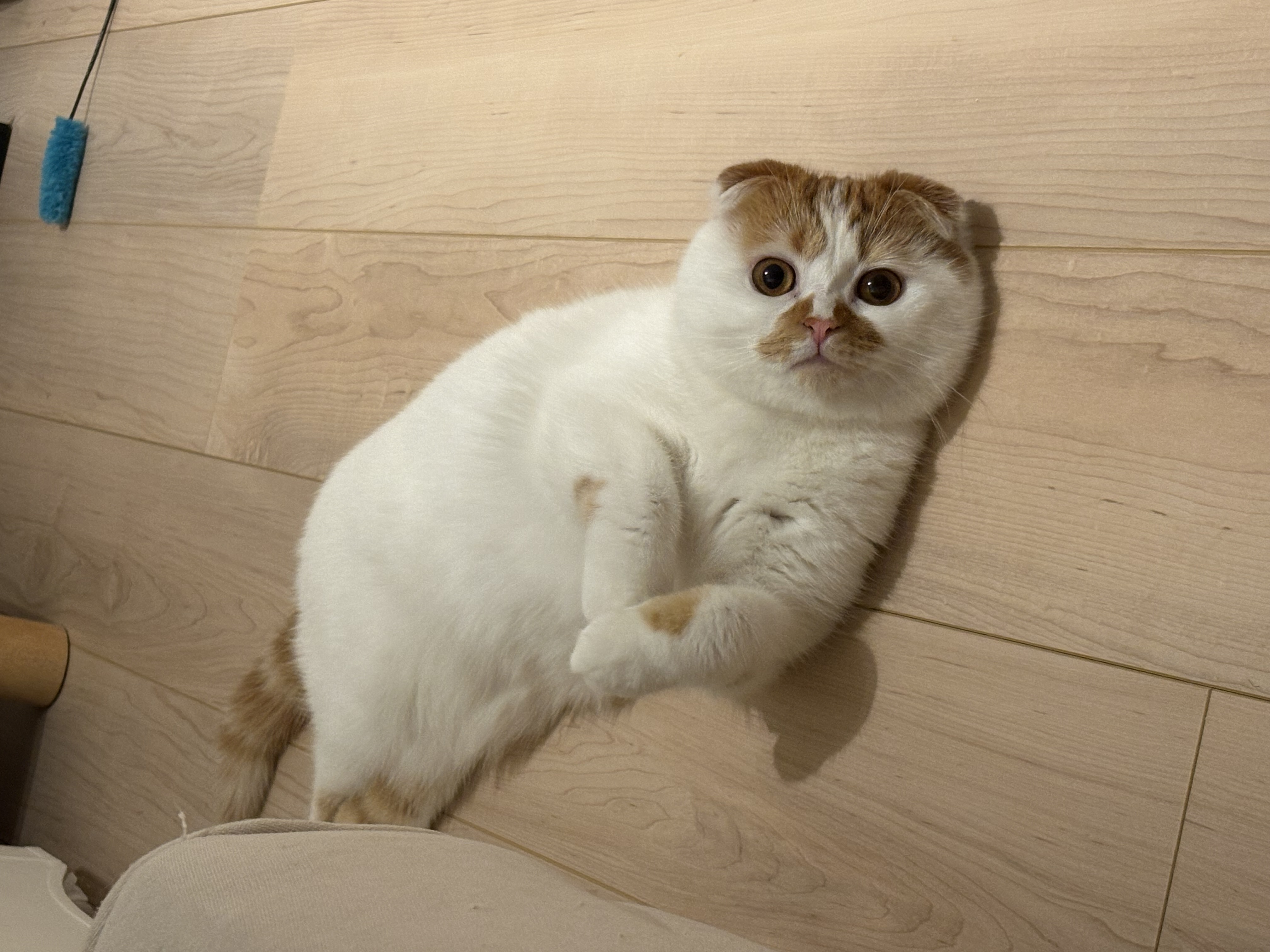 るい