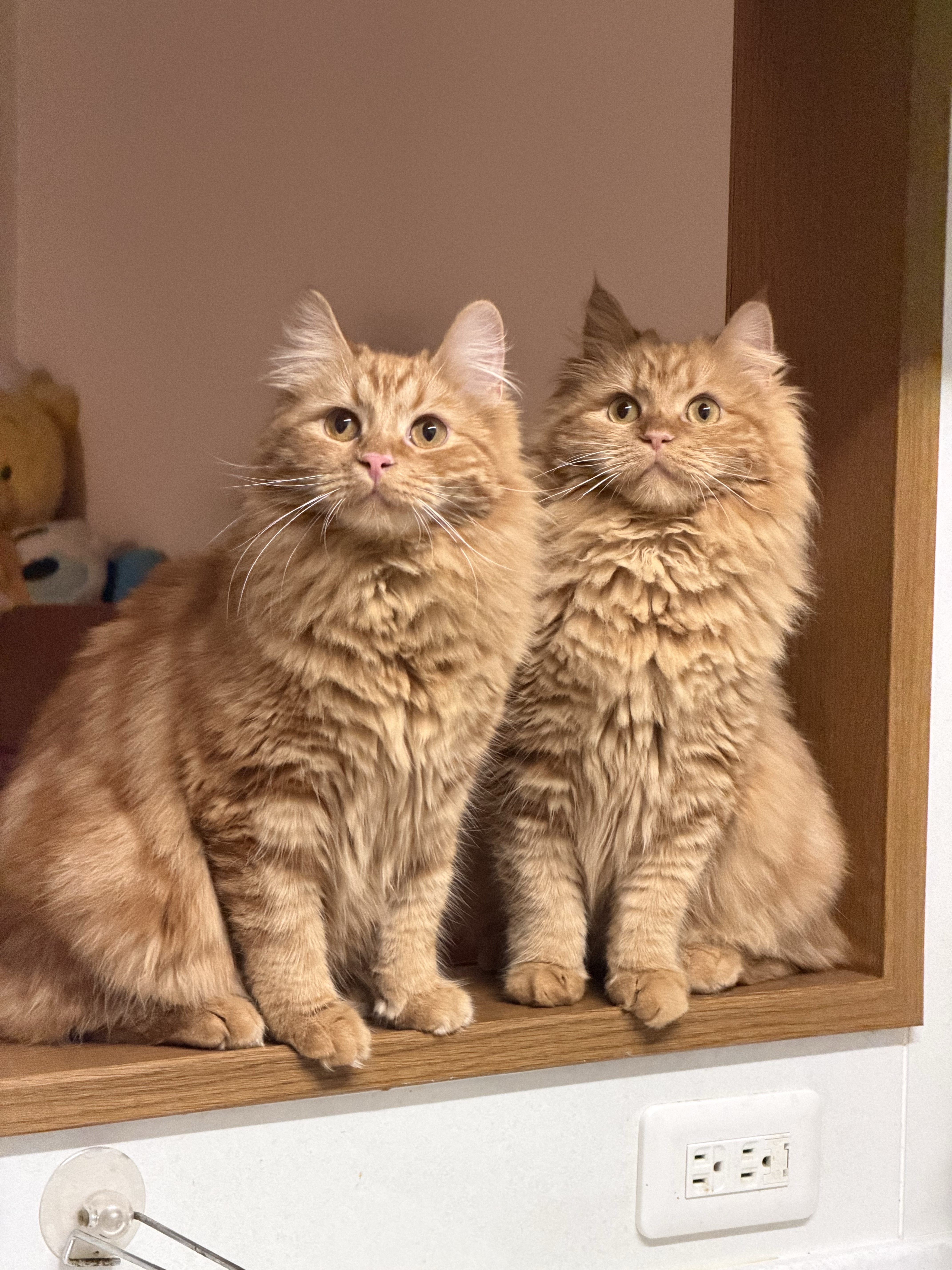 ミロ&ラテ