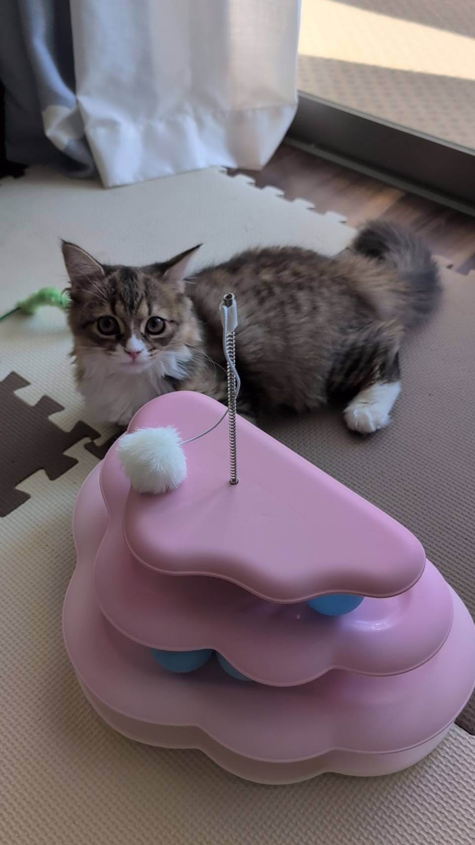 テト