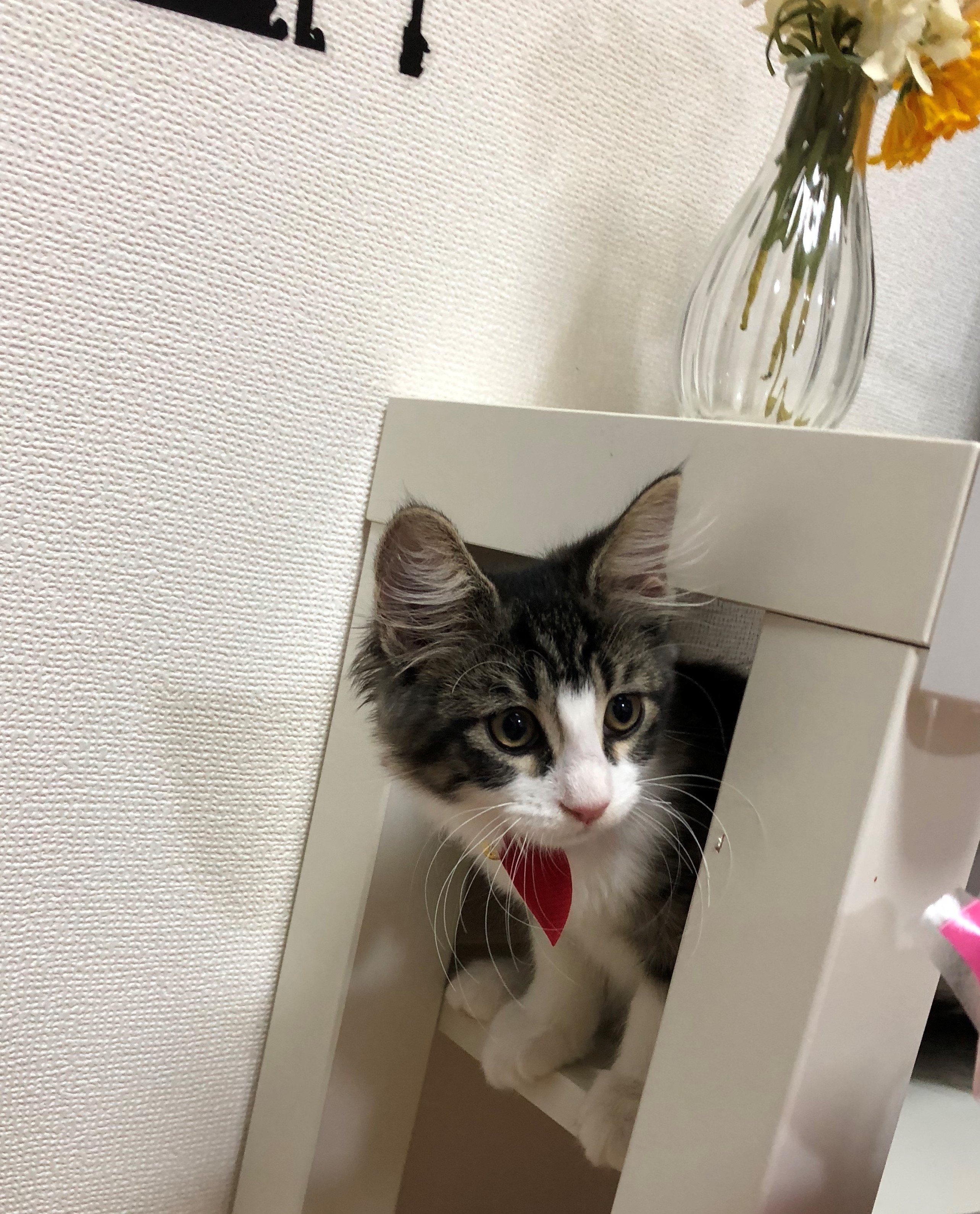 こまち
