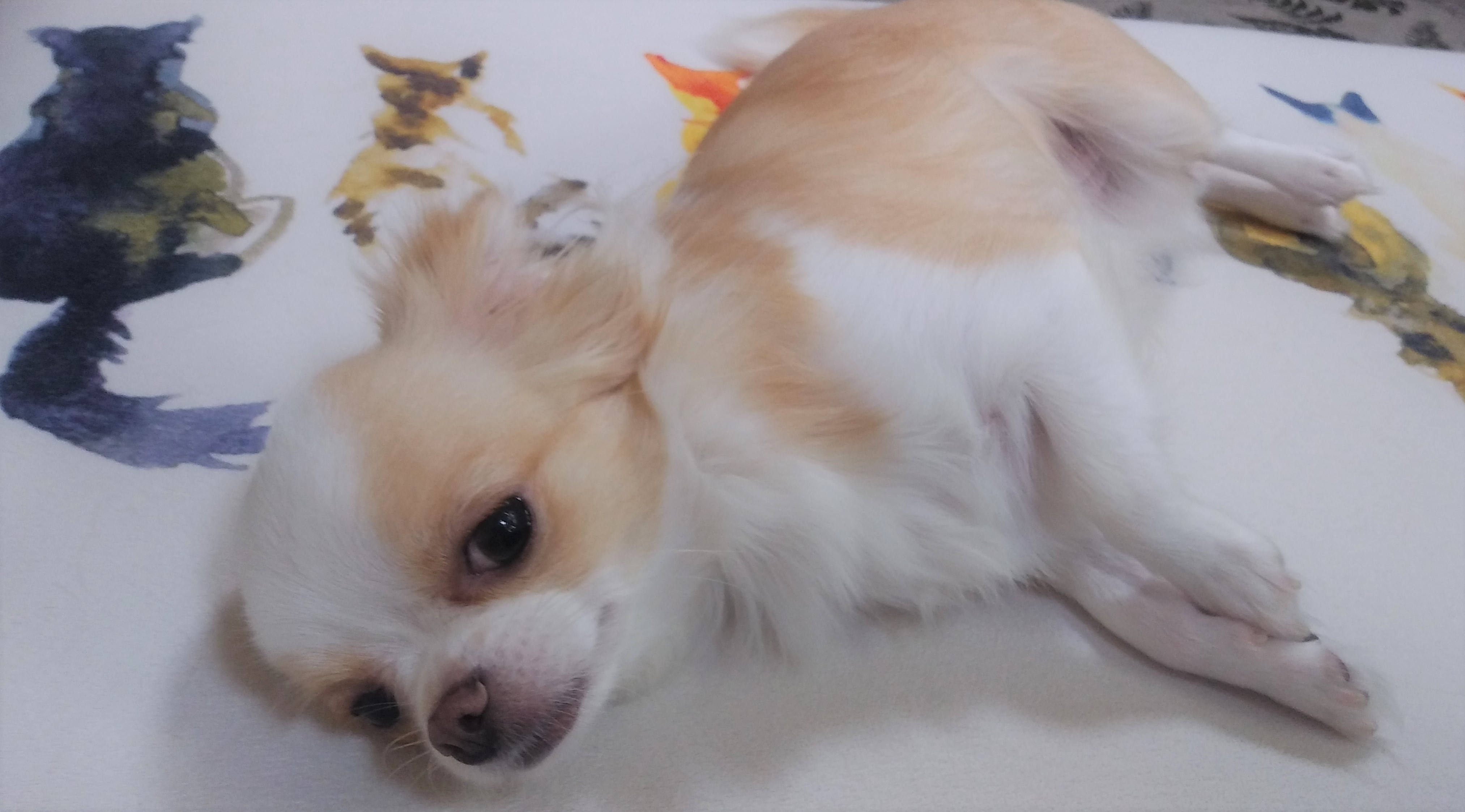 チー