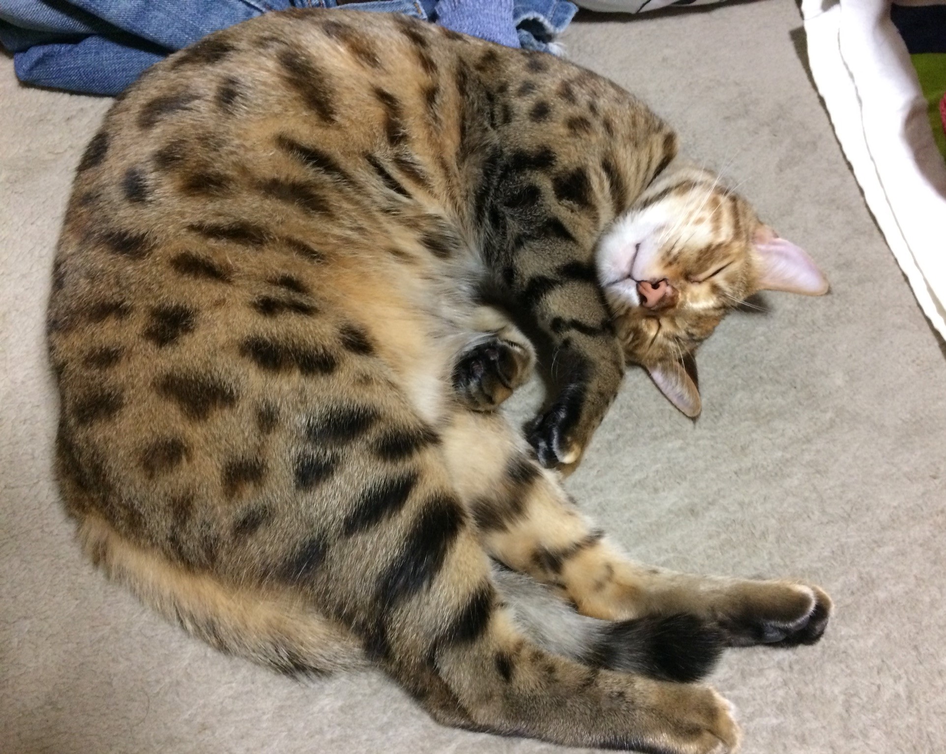 なこ