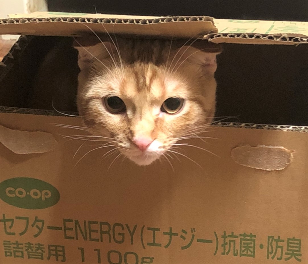 めんま