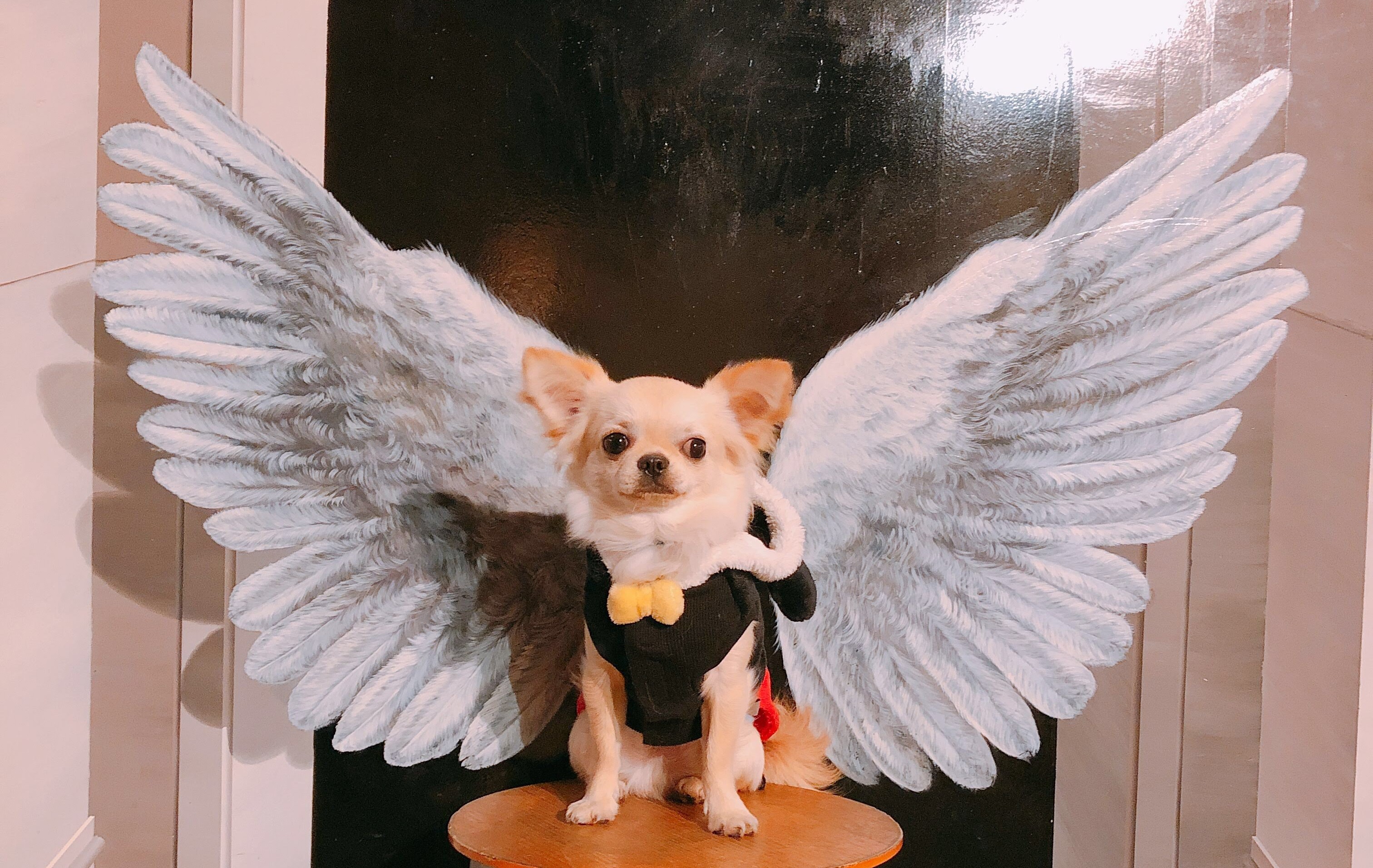 ペットプラス浦和美園店 子犬 子猫専門ペットショップの Petplus ペットプラス