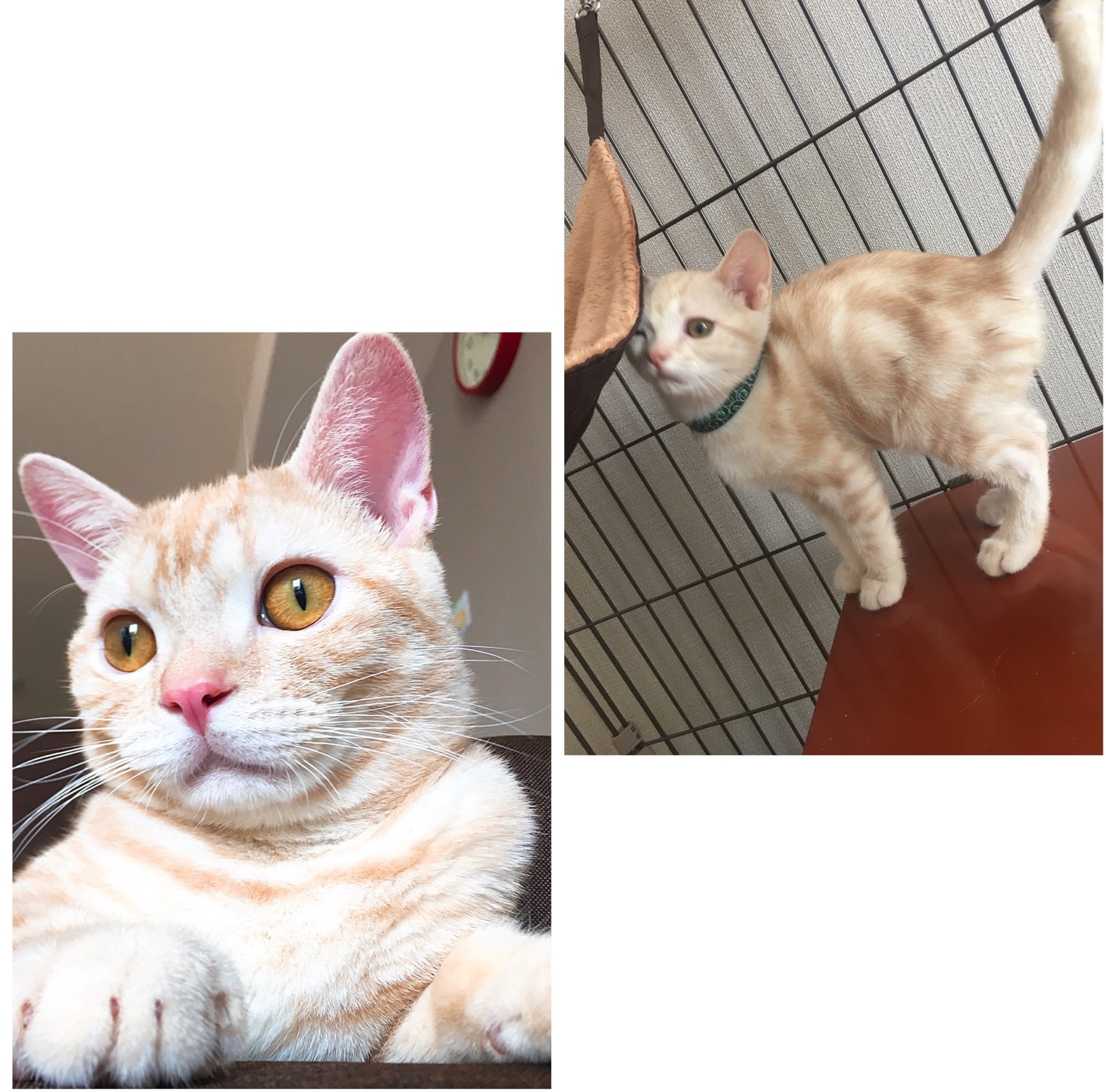 もこ