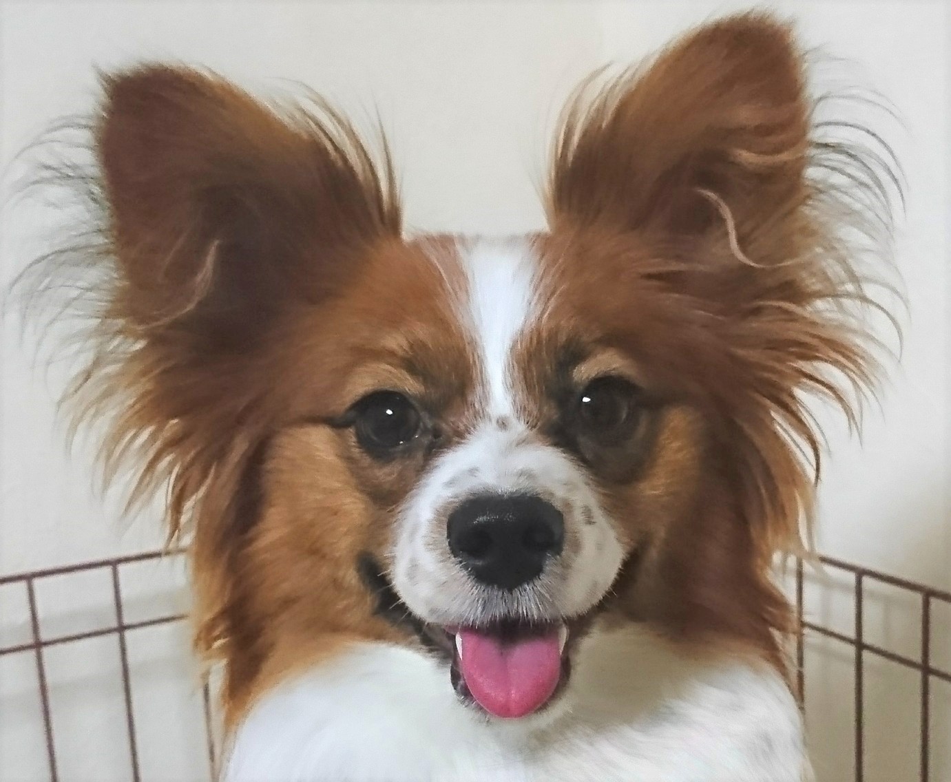椛