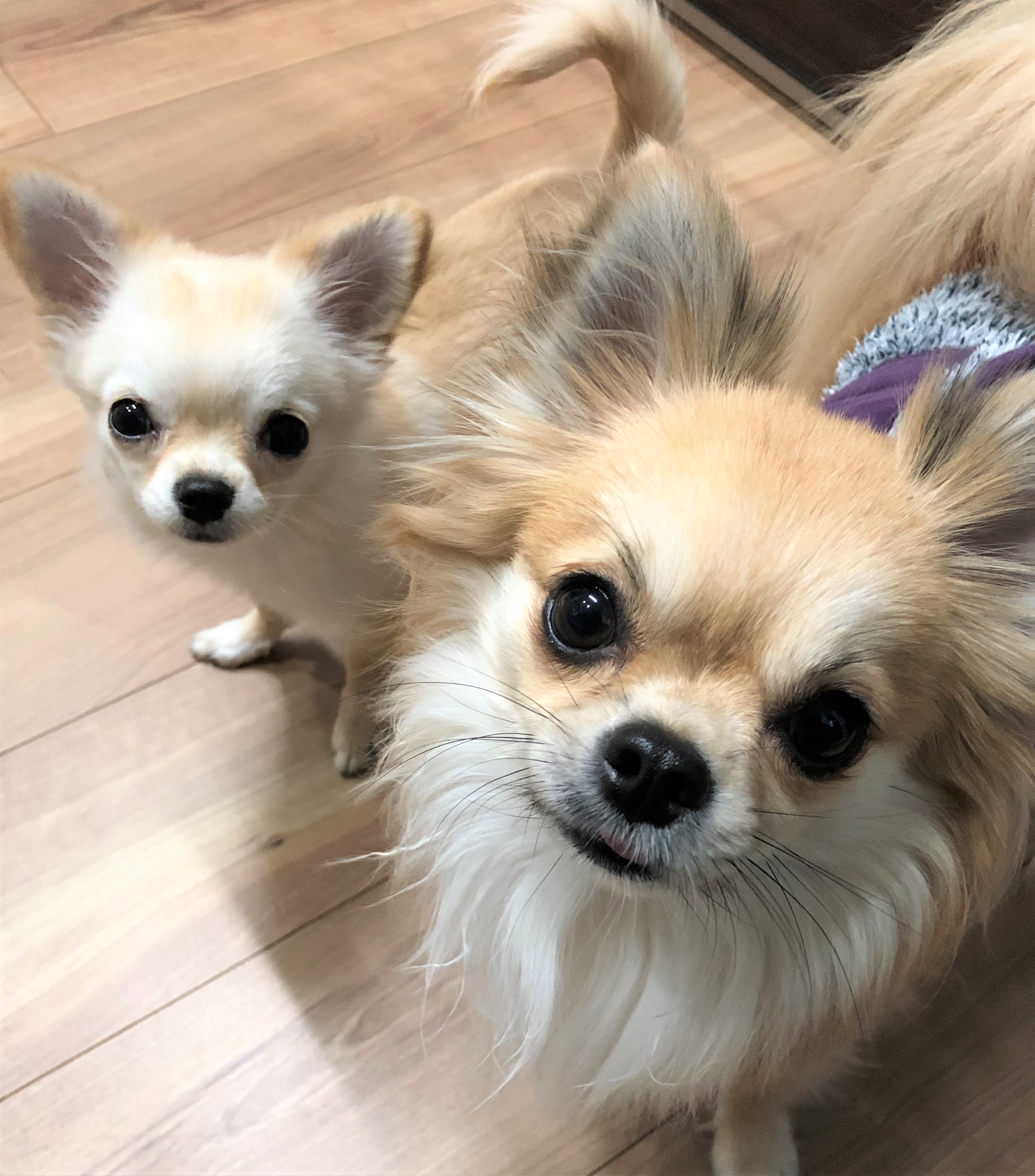 福ちゃん&ココ