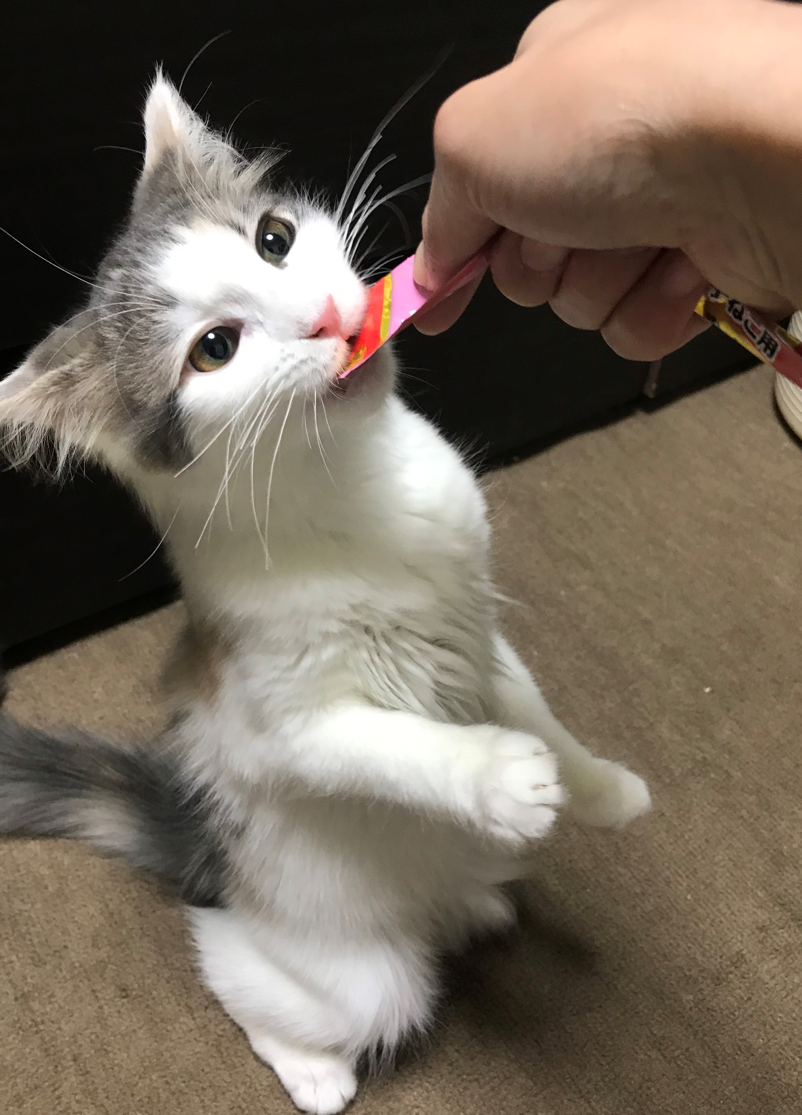 ステラ