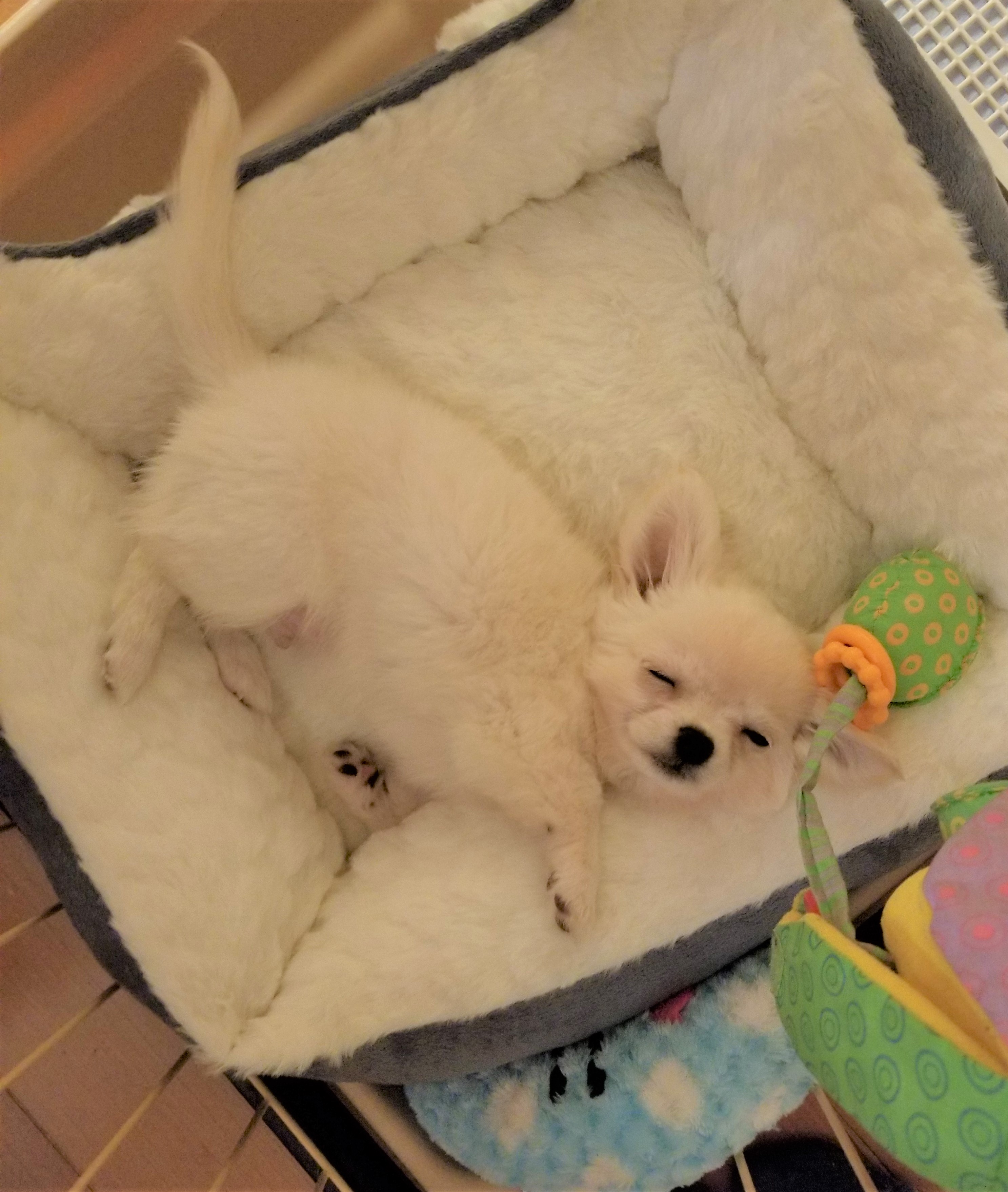 アポ