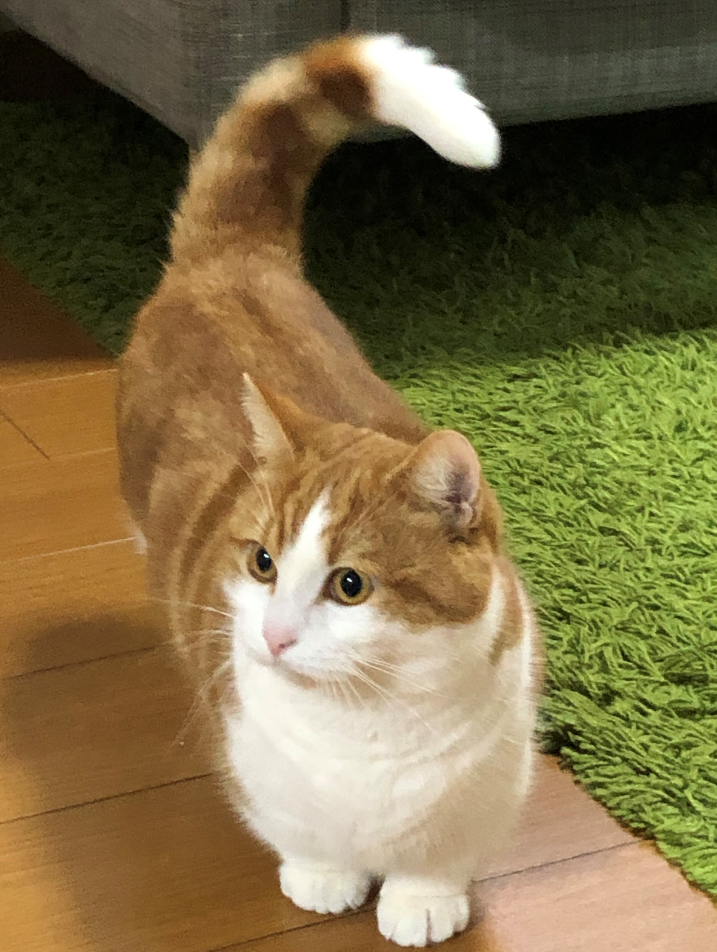 みかん